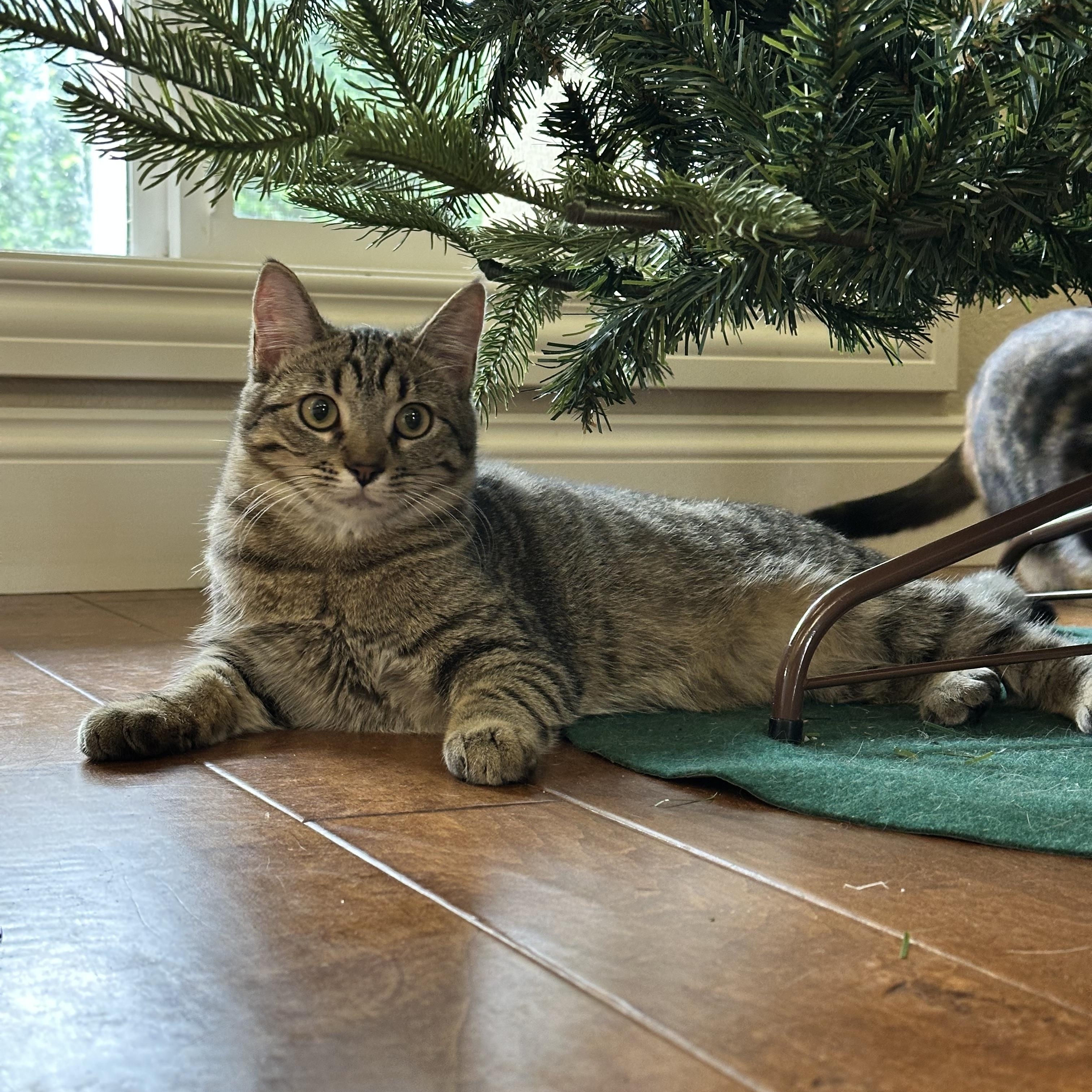 Enlarge Abigail, a Adoptable Domestic Short Hair in Visalia, CA image 2/4