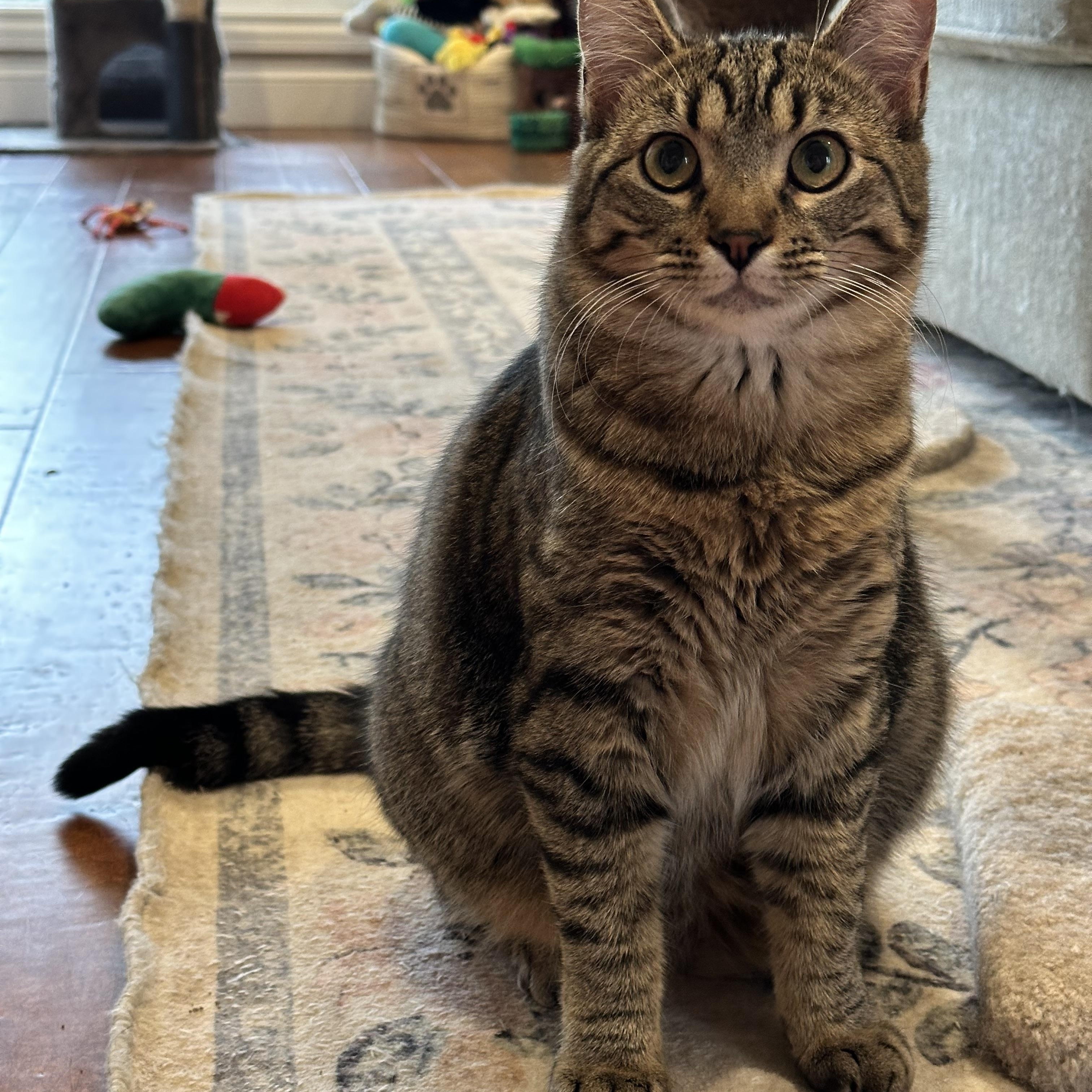 Enlarge Abigail, a Adoptable Domestic Short Hair in Visalia, CA image 3/6