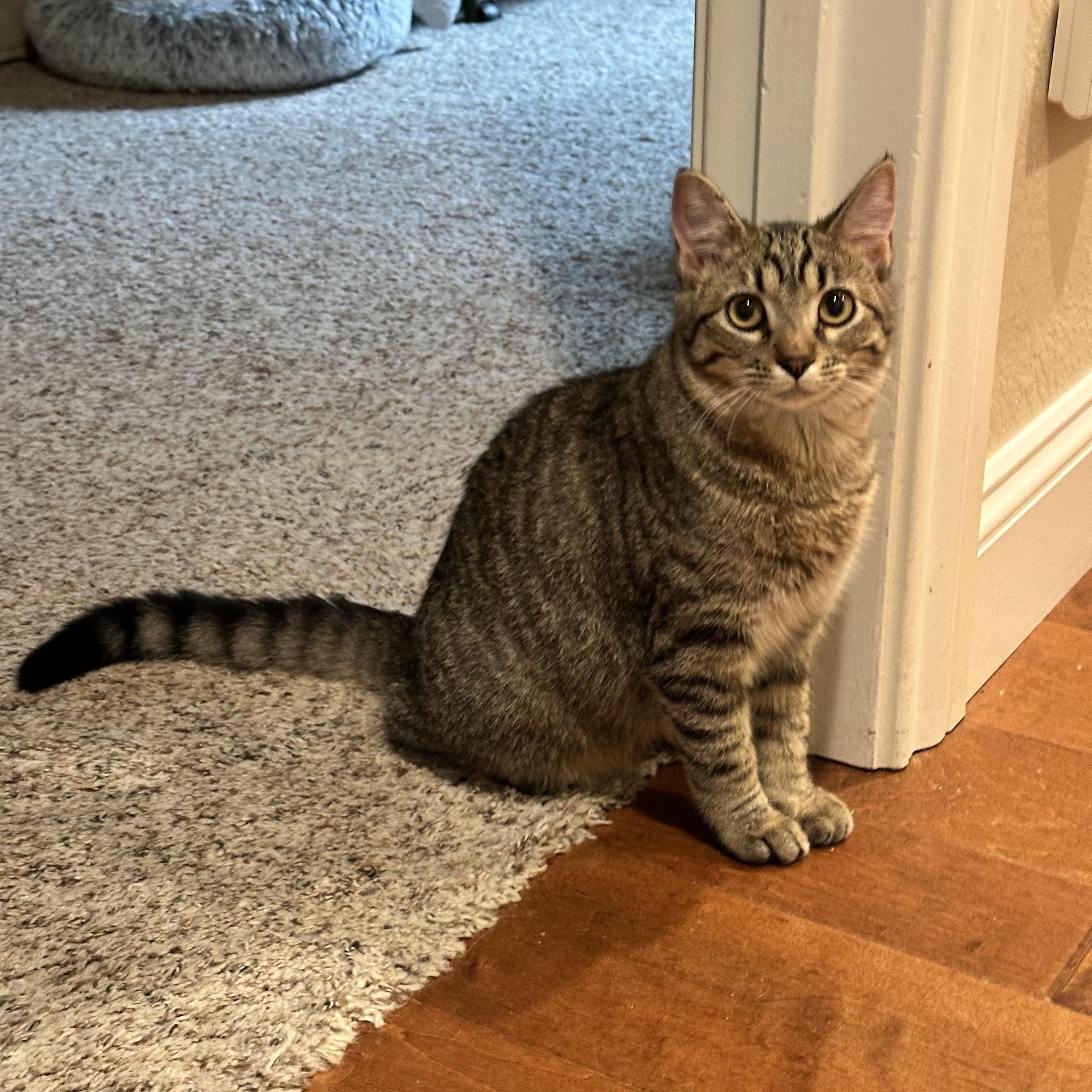 Enlarge Abigail, a Adoptable Domestic Short Hair in Visalia, CA image 3/4