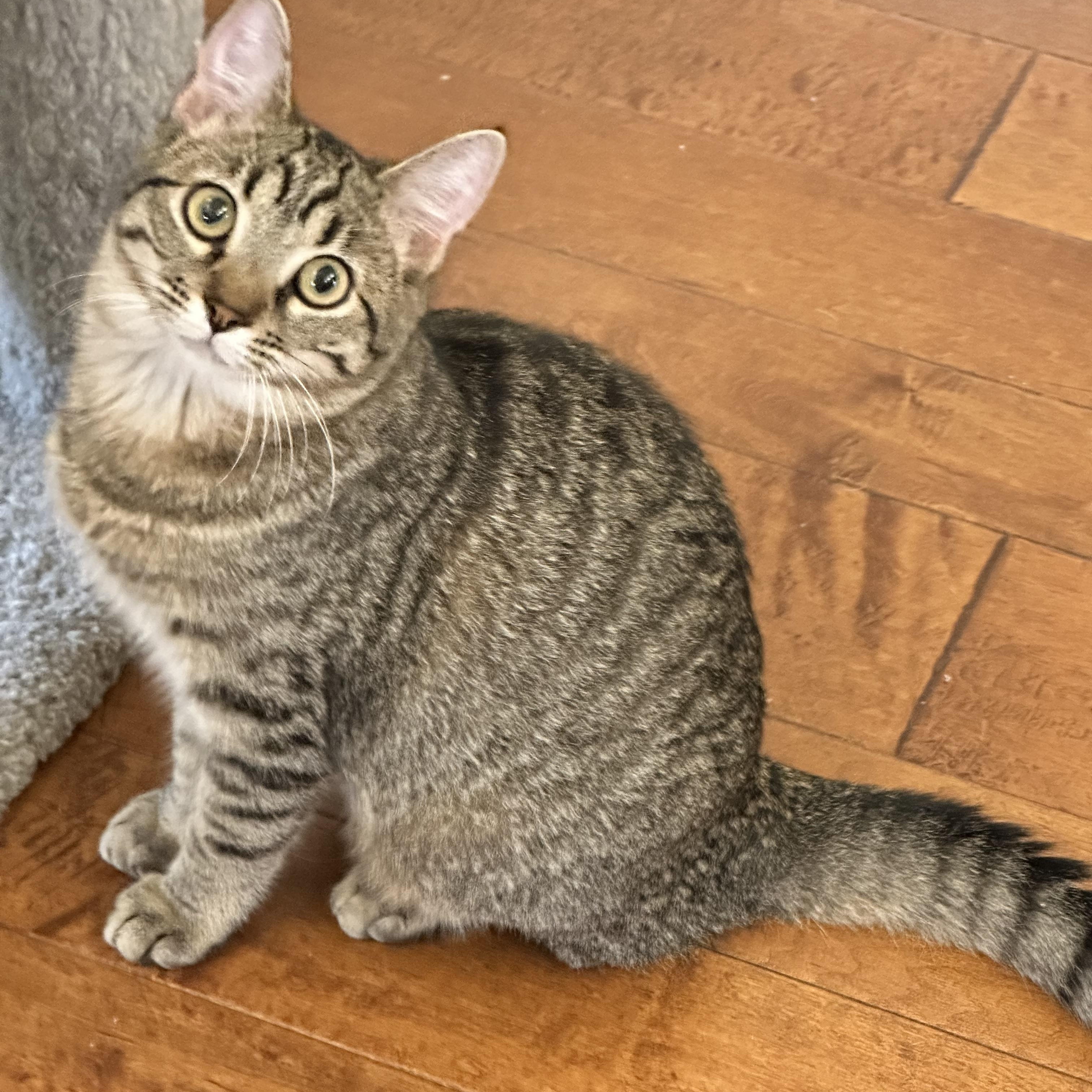 Enlarge Abigail, a Adoptable Domestic Short Hair in Visalia, CA image 4/4