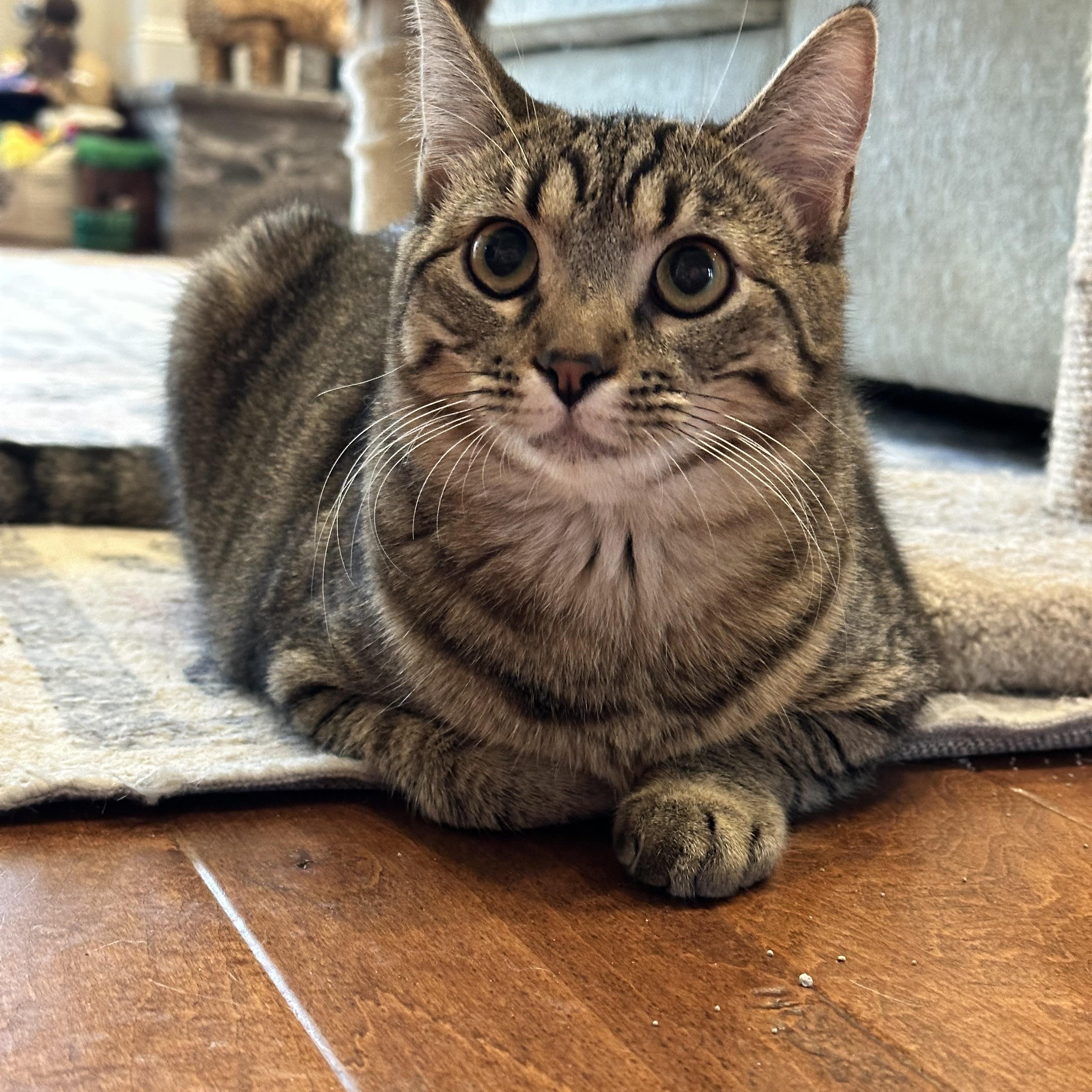 Abigail, Adoptable, Kitten Female Domestic Short Hair.