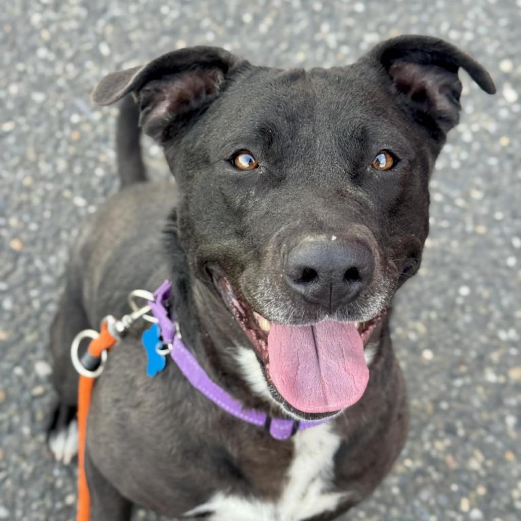 Cher, a Adoptable Pit Bull Terrier in Tacoma, WA image 1/4