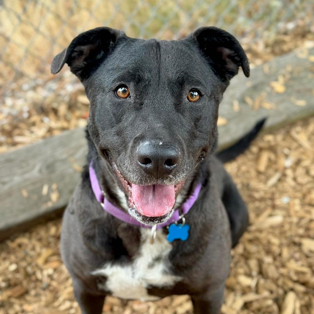 Cher, a Adoptable Pit Bull Terrier in Tacoma, WA image 2/4
