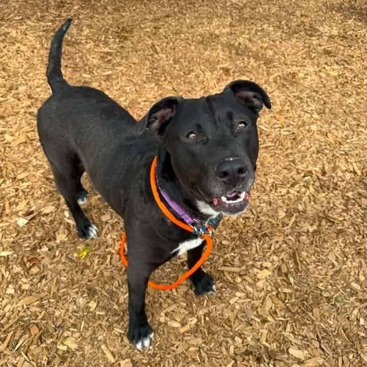 Cher, a Adoptable Pit Bull Terrier in Tacoma, WA image 3/4
