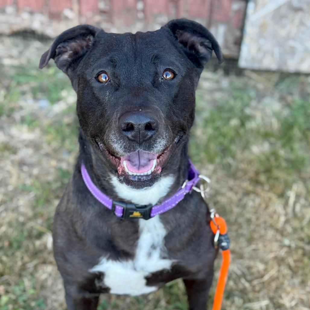 Cher, a Adoptable Pit Bull Terrier in Tacoma, WA image 4/4