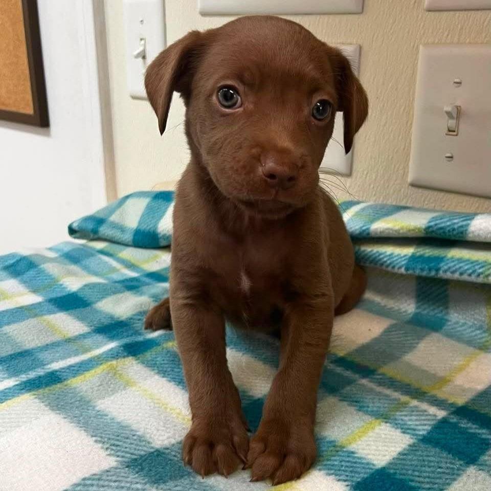 Aphrodite, Adoptable, Puppy Female Terrier.