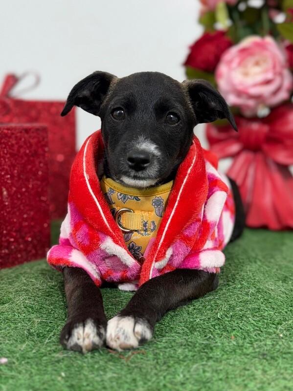Pinky, adopted, Puppy Female Chihuahua & Parson Russell Terrier.