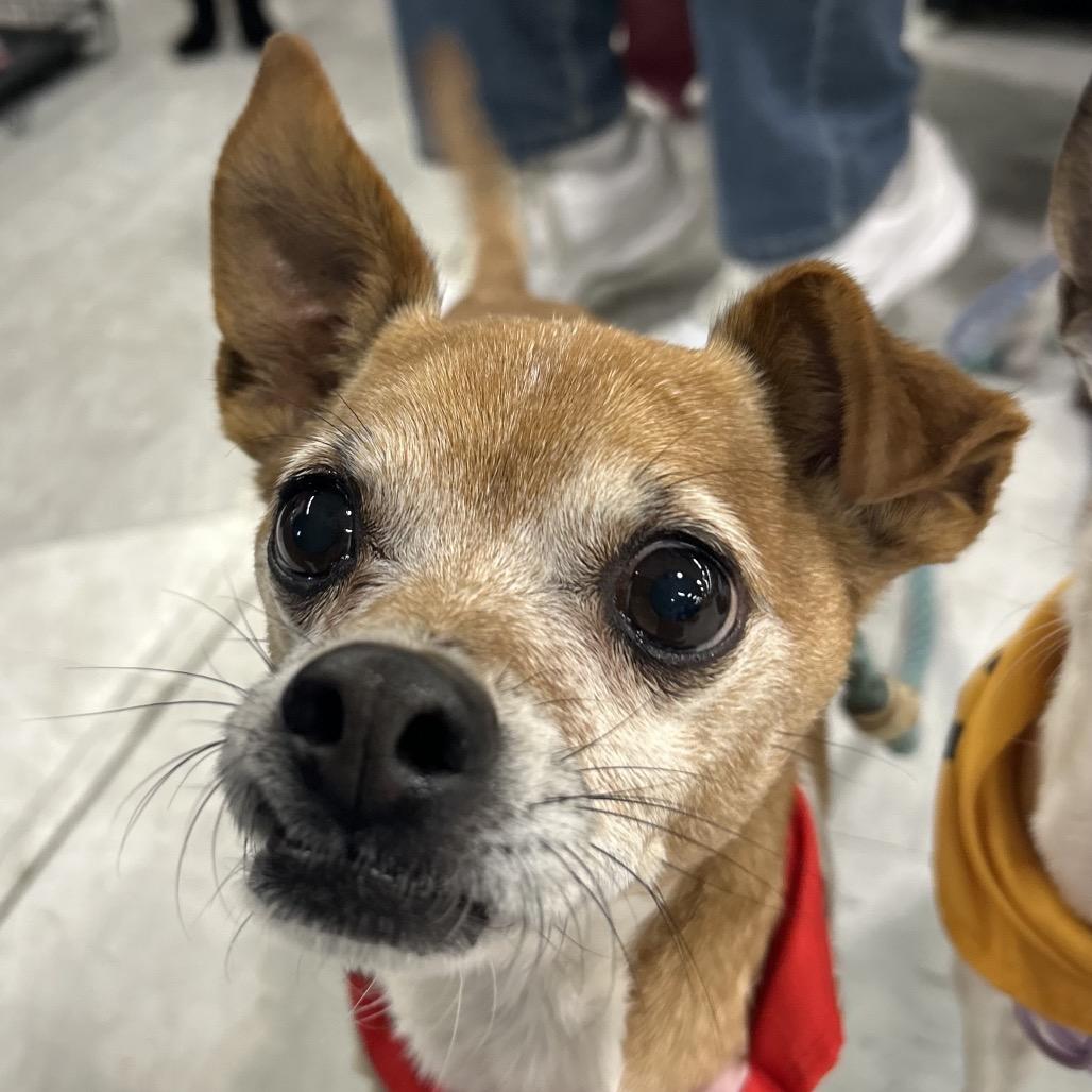 Enlarge Rocky, a Adoptable Chihuahua in Kim, CO image 1/2