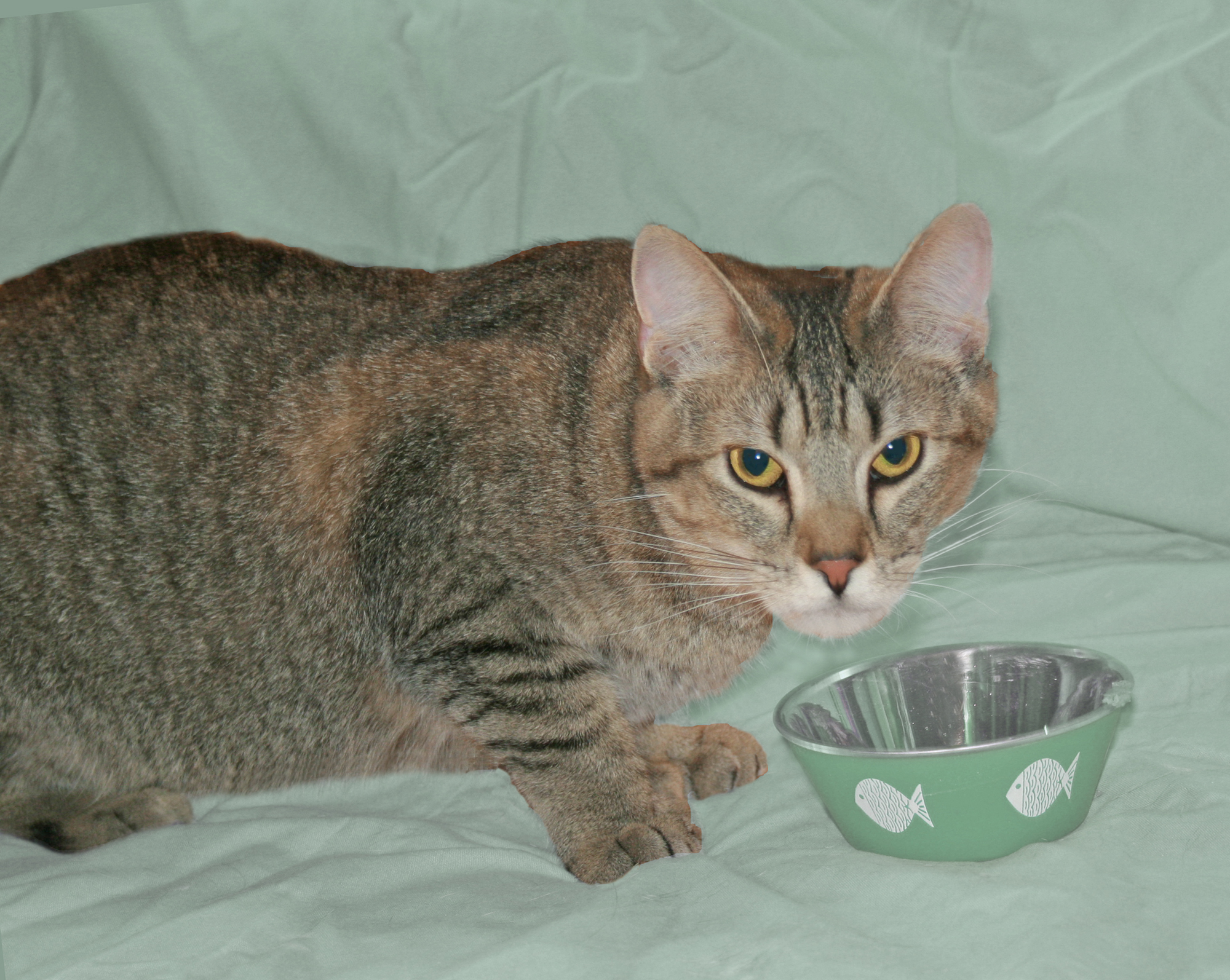 Dilly, a Adoptable mixed breed in Victoria, MN image 2/5