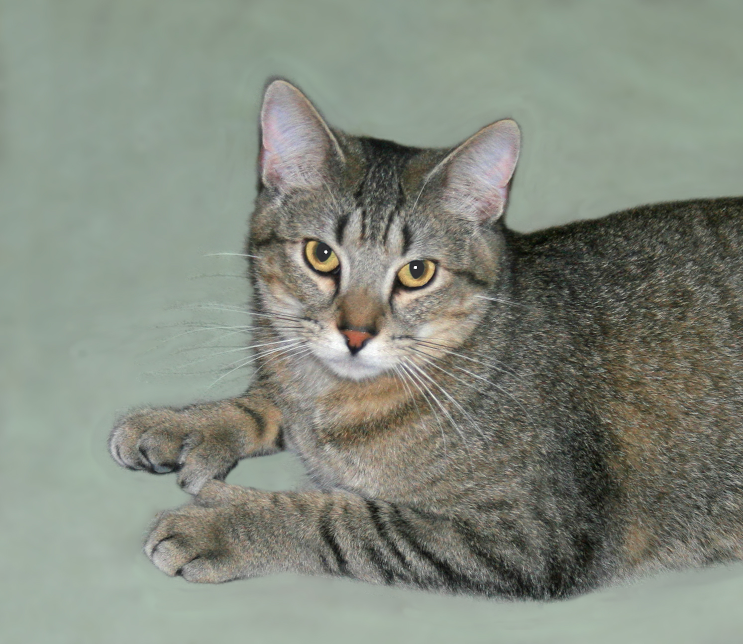 Dilly, a Adoptable mixed breed in Victoria, MN image 3/5