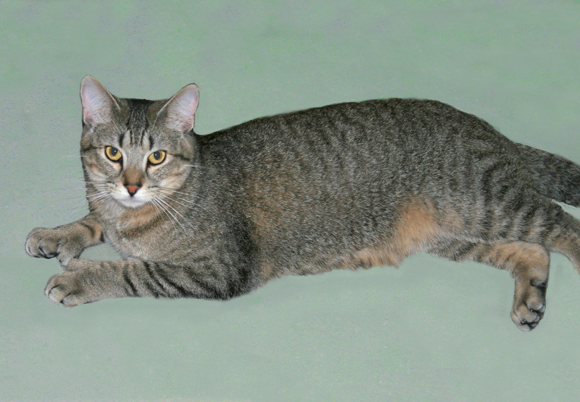 Dilly, a Adoptable mixed breed in Victoria, MN image 4/5