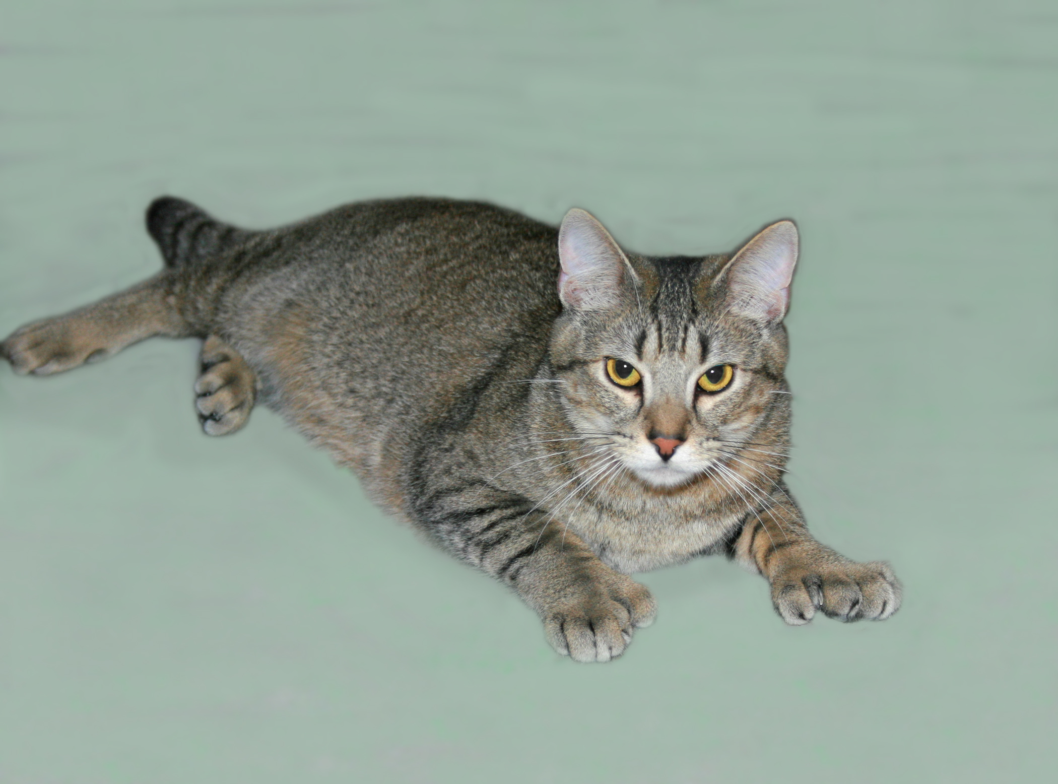 Dilly, a Adoptable mixed breed in Victoria, MN image 5/5