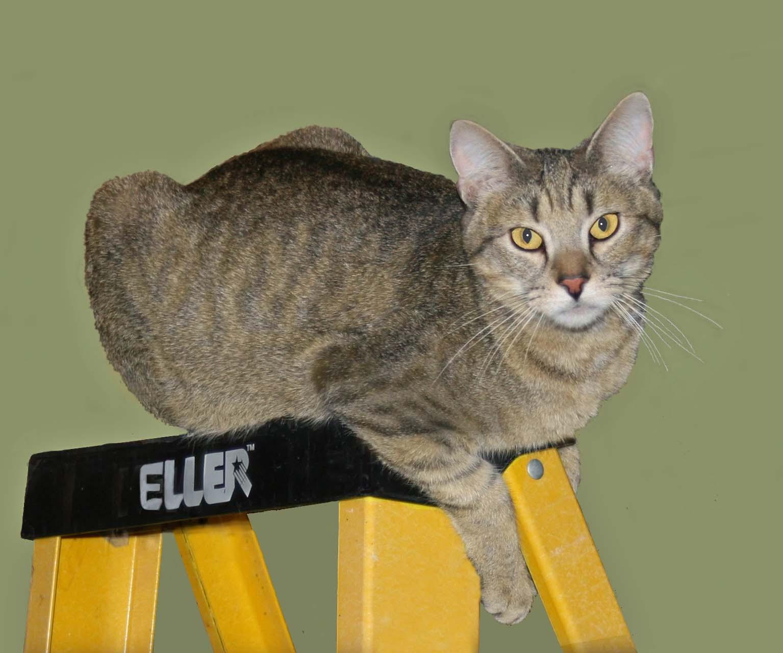 Dilly, a Adoptable mixed breed in Victoria, MN image 1/5