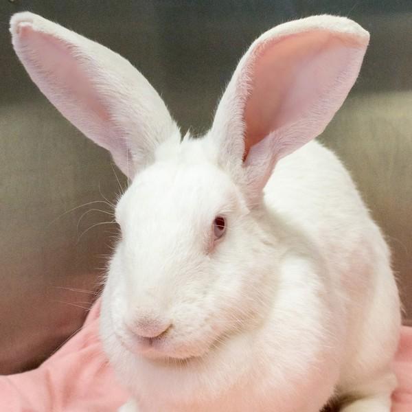 Fennel, Adoptable, Adult Male Bunny Rabbit.