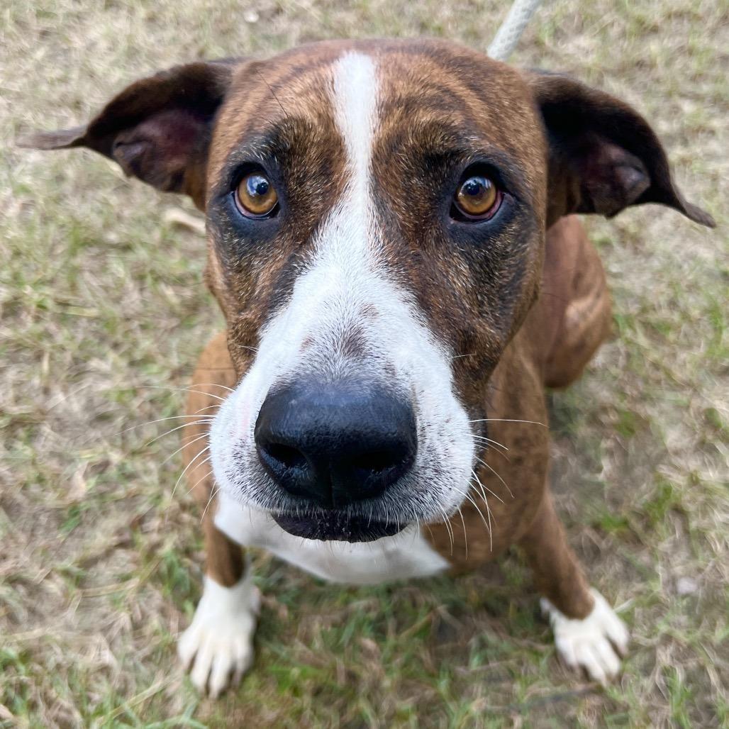 Jo Dee Messina, Adoptable, Adult Female Mixed Breed.