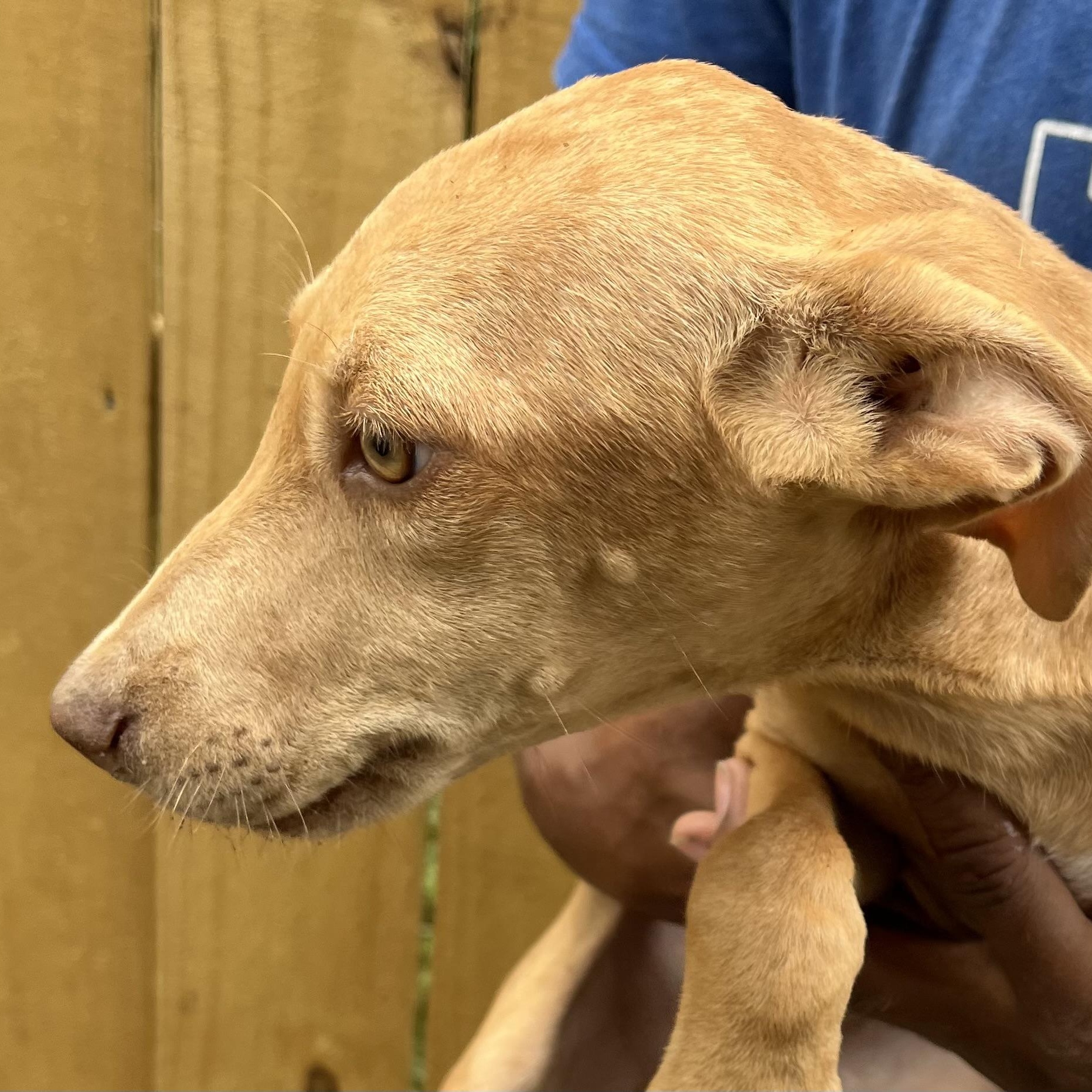 Enlarge Artie - Local Dec 19-21, a Adoptable mixed breed in Beaverton , OR image 4/6