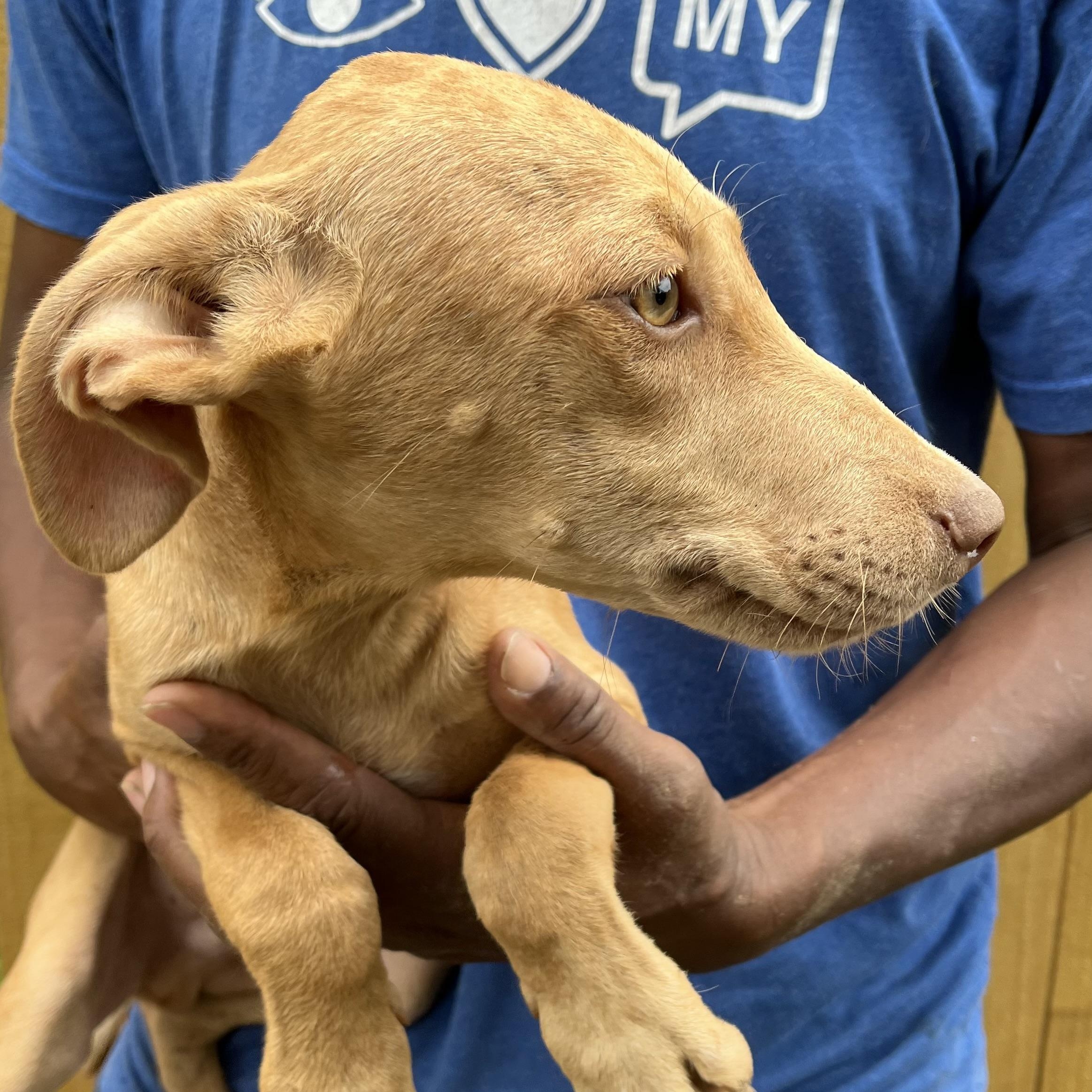 Enlarge Artie - Local Dec 19-21, a Adoptable mixed breed in Beaverton , OR image 2/6