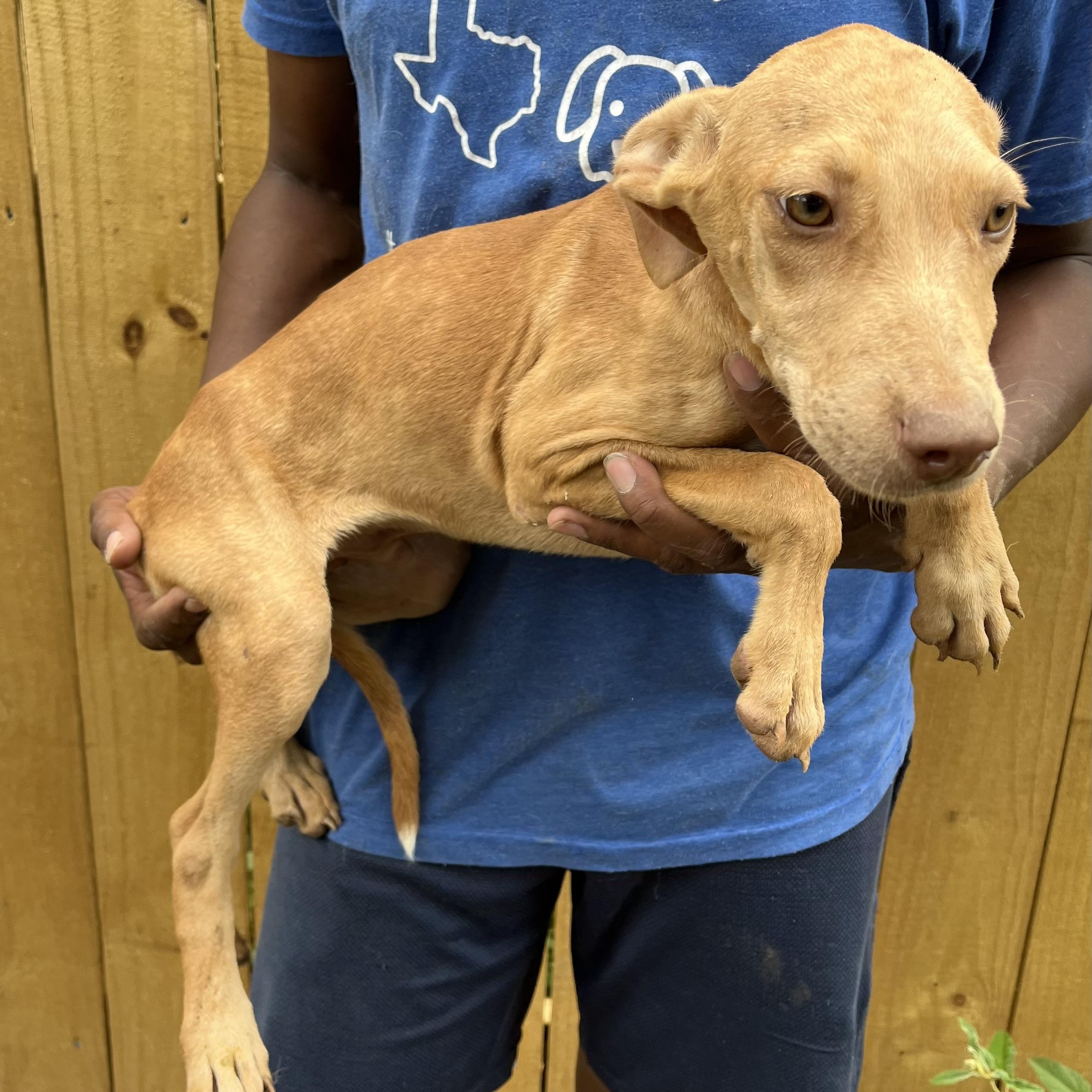 Enlarge Artie - Local Dec 19-21, a Adoptable mixed breed in Beaverton , OR image 3/6