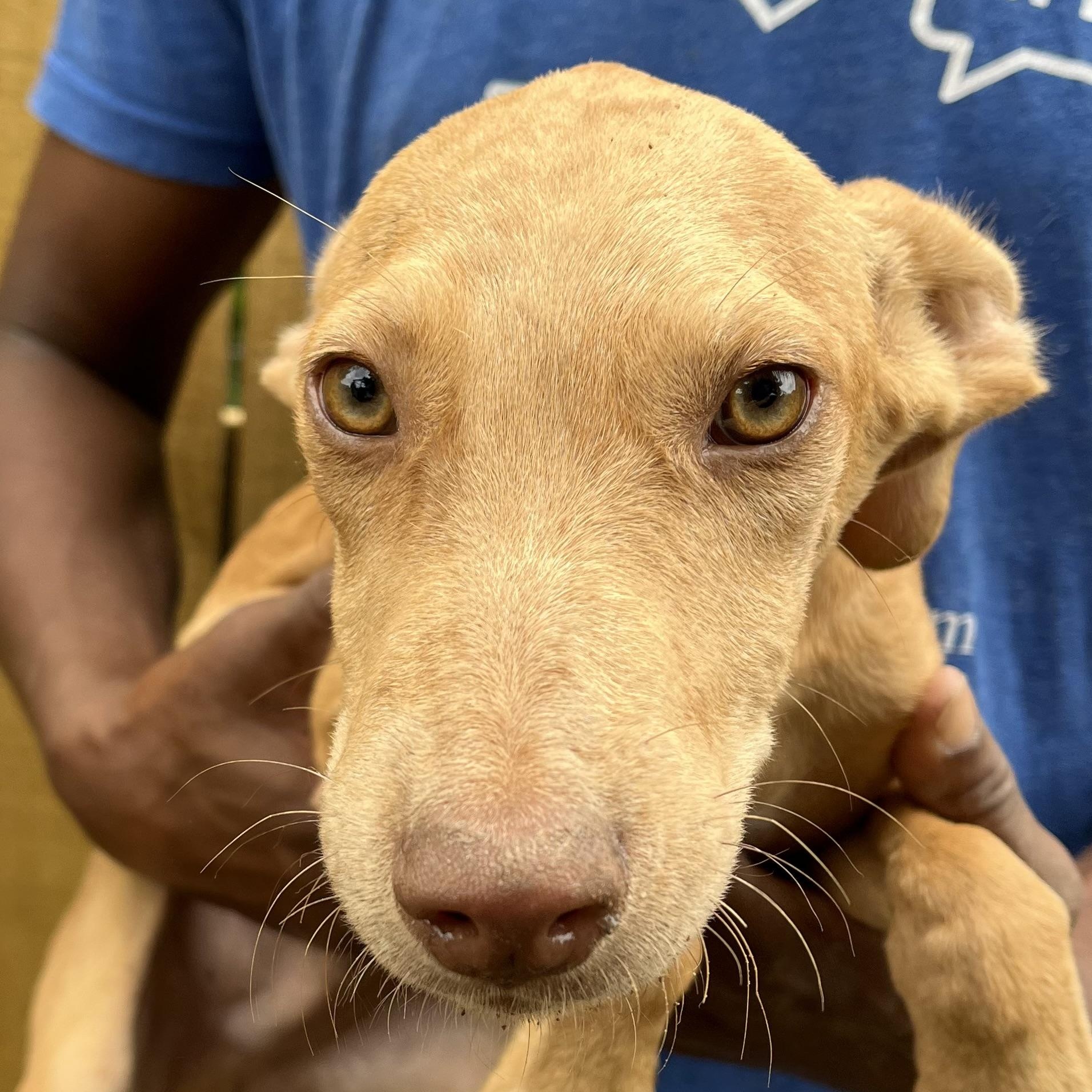 Enlarge Artie - Local Dec 19-21, a Adoptable mixed breed in Beaverton , OR image 5/6