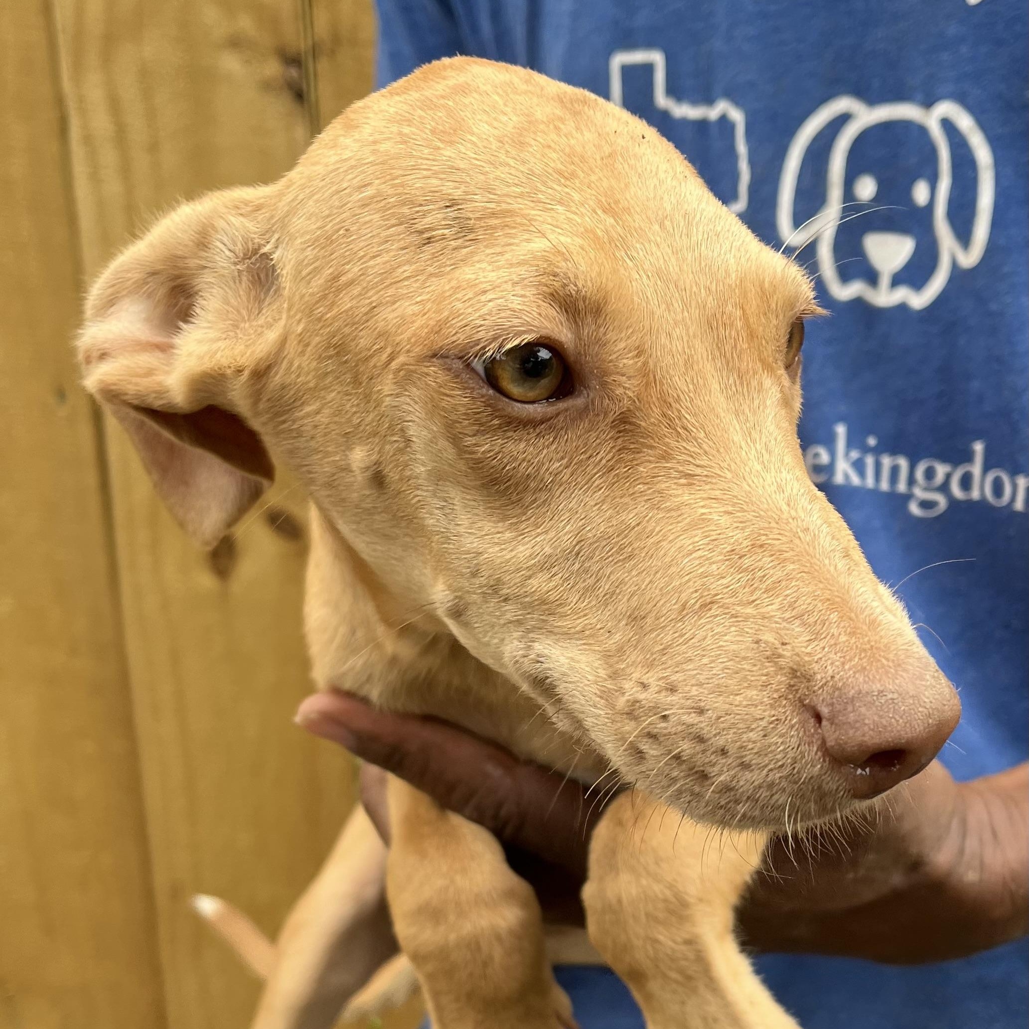 Enlarge Artie - Local Dec 19-21, a Adoptable mixed breed in Beaverton , OR image 6/6