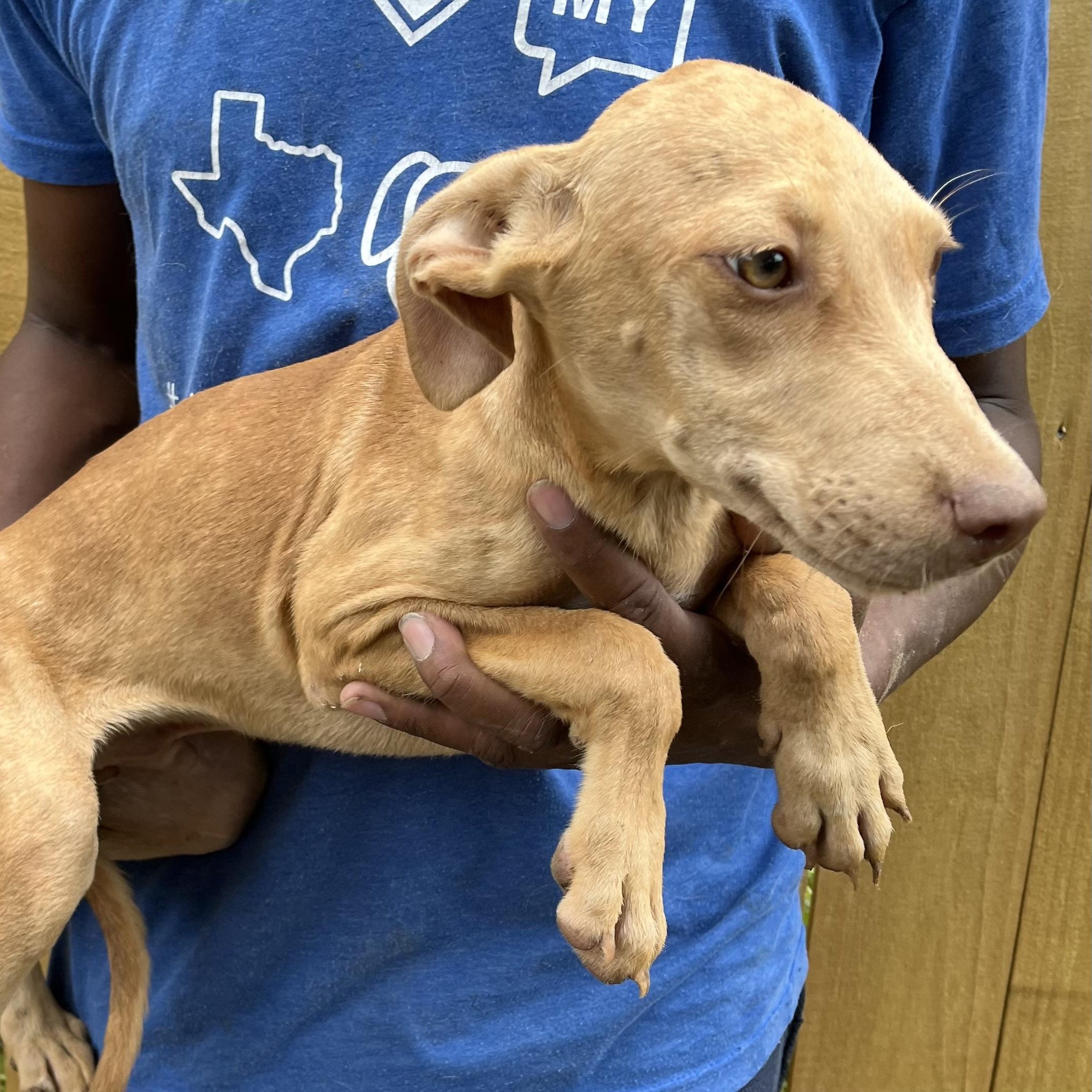 Enlarge Artie - Local Dec 19-21, a Adoptable mixed breed in Beaverton , OR image 1/6