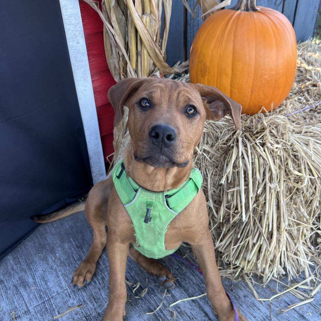 Bartlett, a Adoptable Mixed Breed in Hackett, AR image 2/6