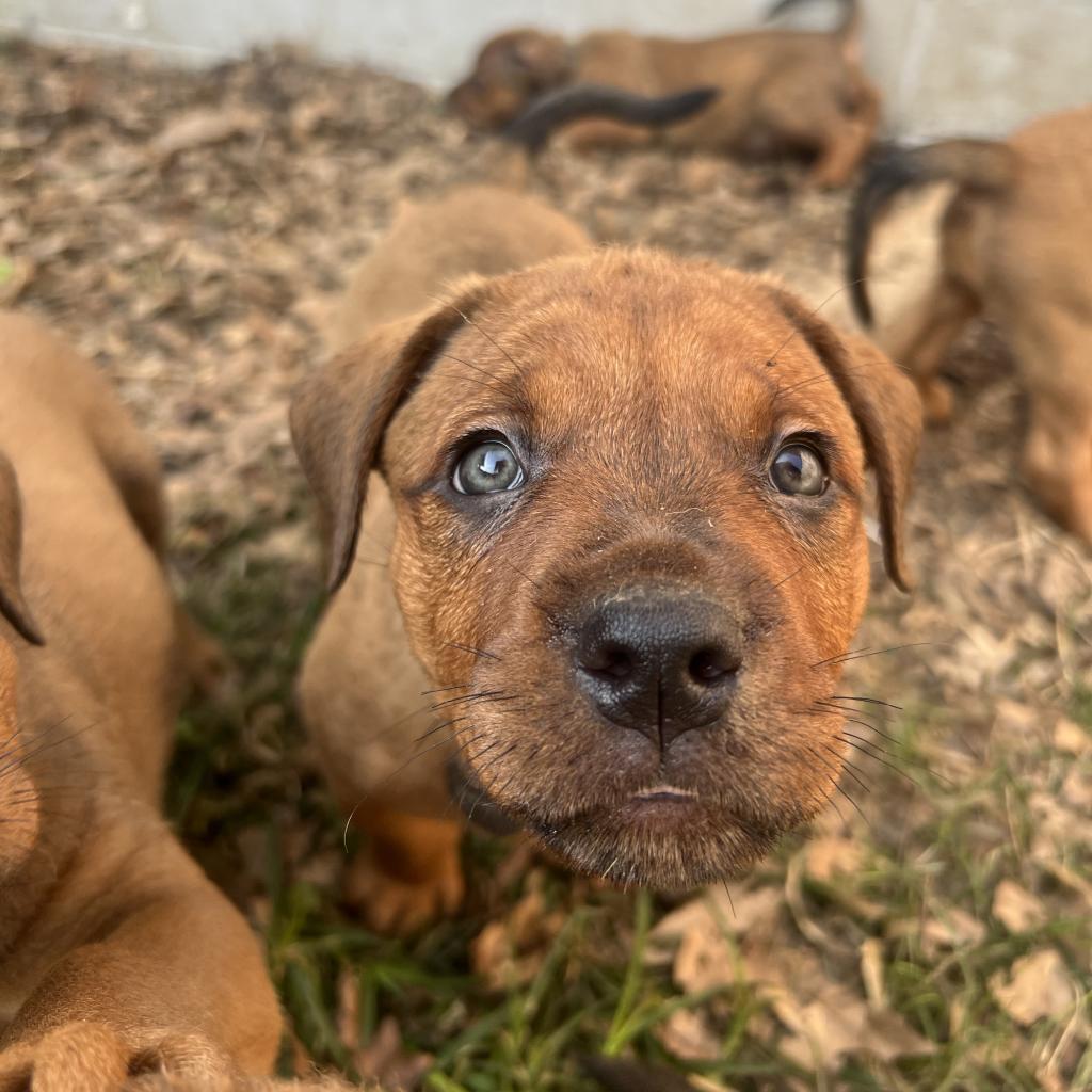 Bartlett, a Adoptable Mixed Breed in Hackett, AR image 6/6