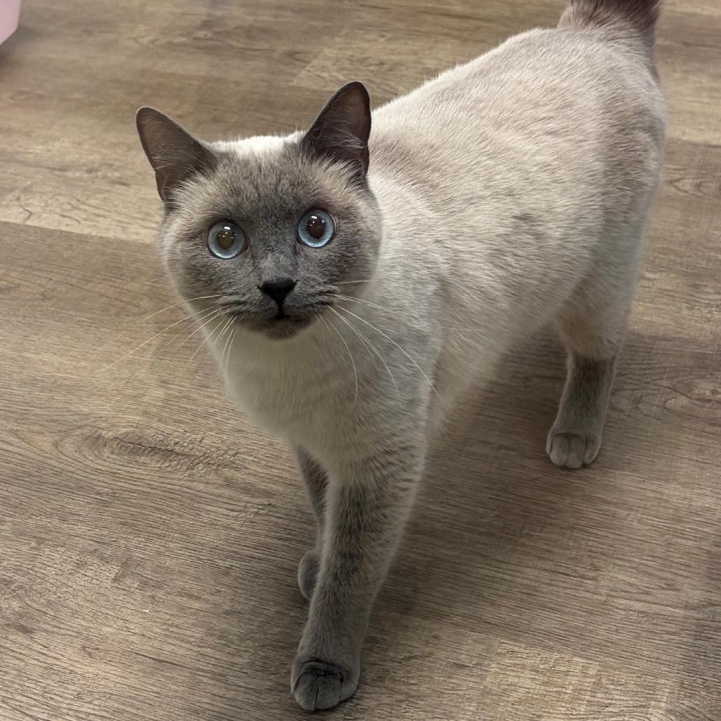 Bubbles, Adoptable, Adult Female Siamese.