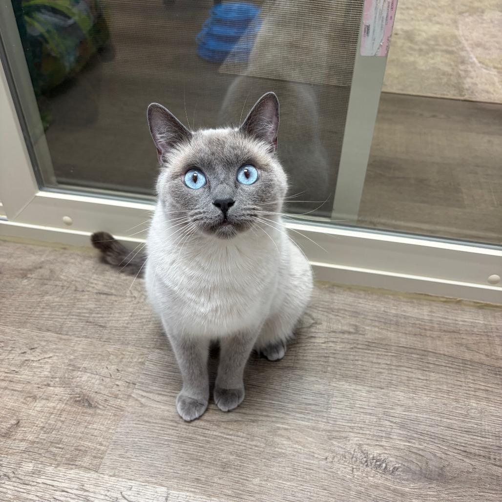 Enlarge Bubbles, a Adoptable Siamese in Port Angeles, WA image 2/6