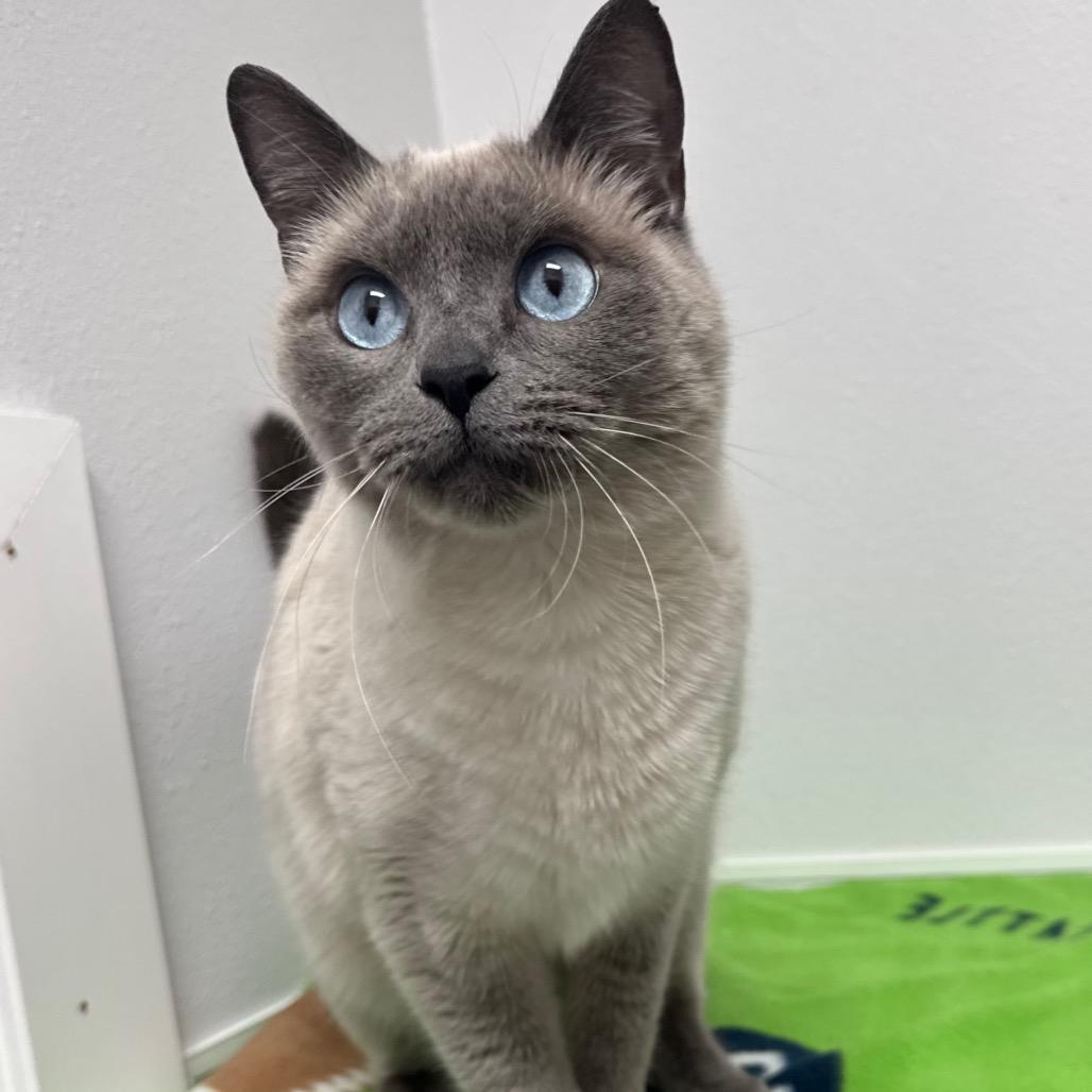 Enlarge Bubbles, a Adoptable Siamese in Port Angeles, WA image 3/6