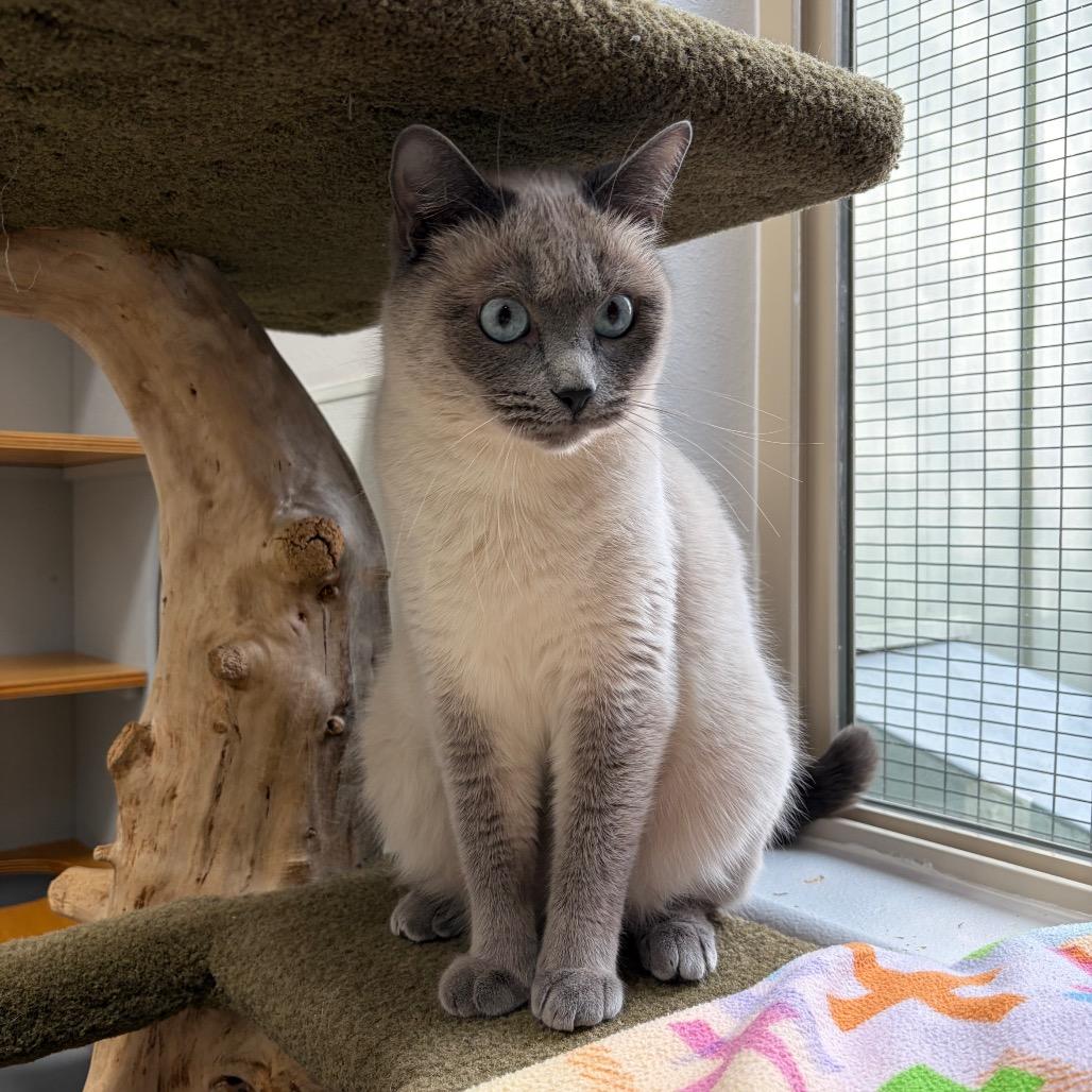 Enlarge Bubbles, a Adoptable Siamese in Port Angeles, WA image 5/6