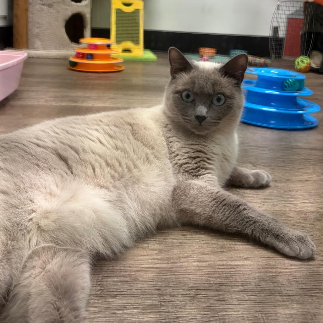 Enlarge Bubbles, a Adoptable Siamese in Port Angeles, WA image 5/6