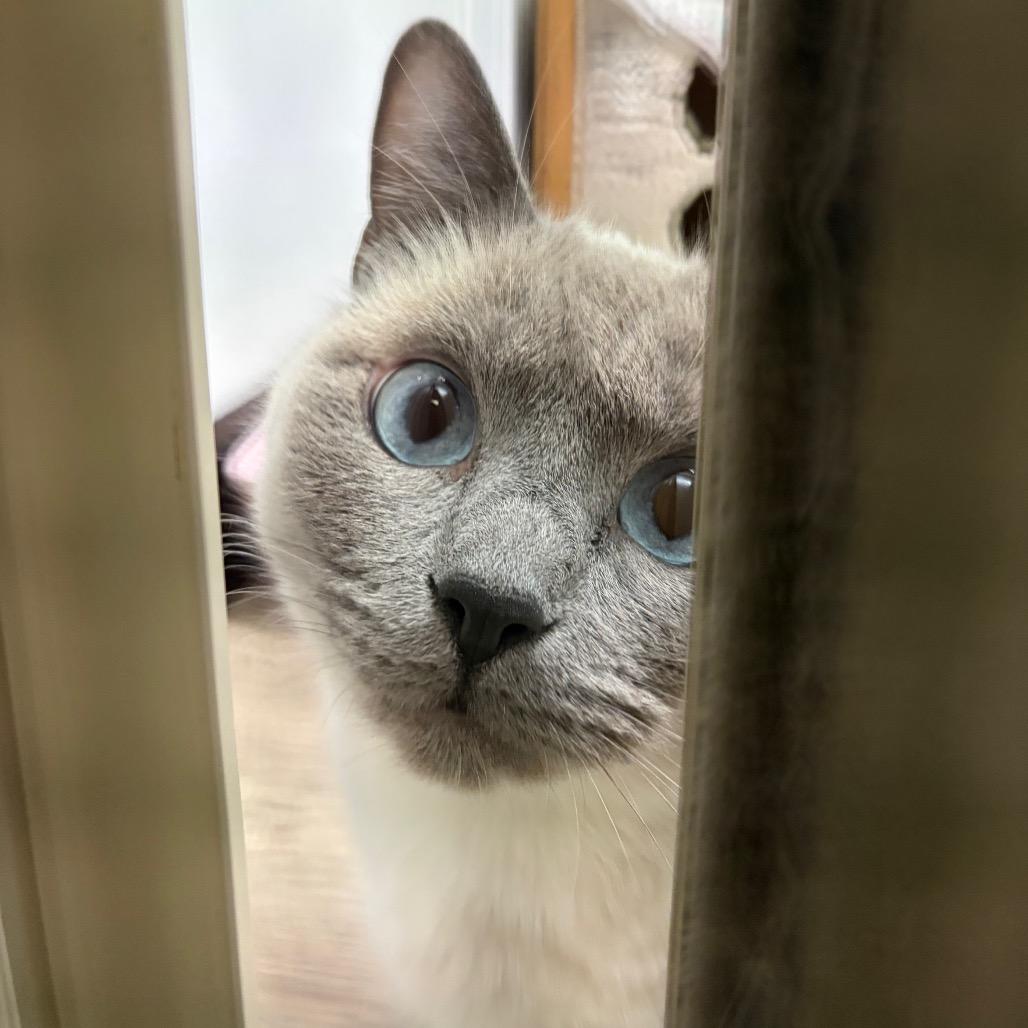 Enlarge Bubbles, a Adoptable Siamese in Port Angeles, WA image 6/6