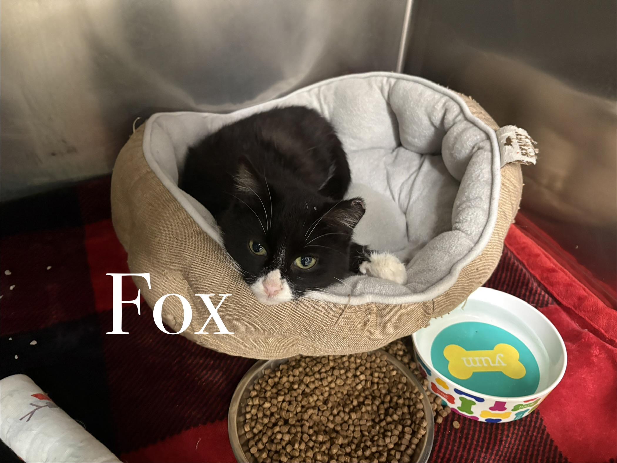 Enlarge Fox, an adopted Domestic Short Hair in Craig, CO image 1/2