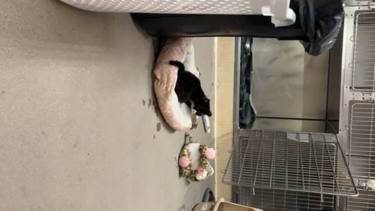 Enlarge Fox, an adopted Domestic Short Hair in Craig, CO video 2/2