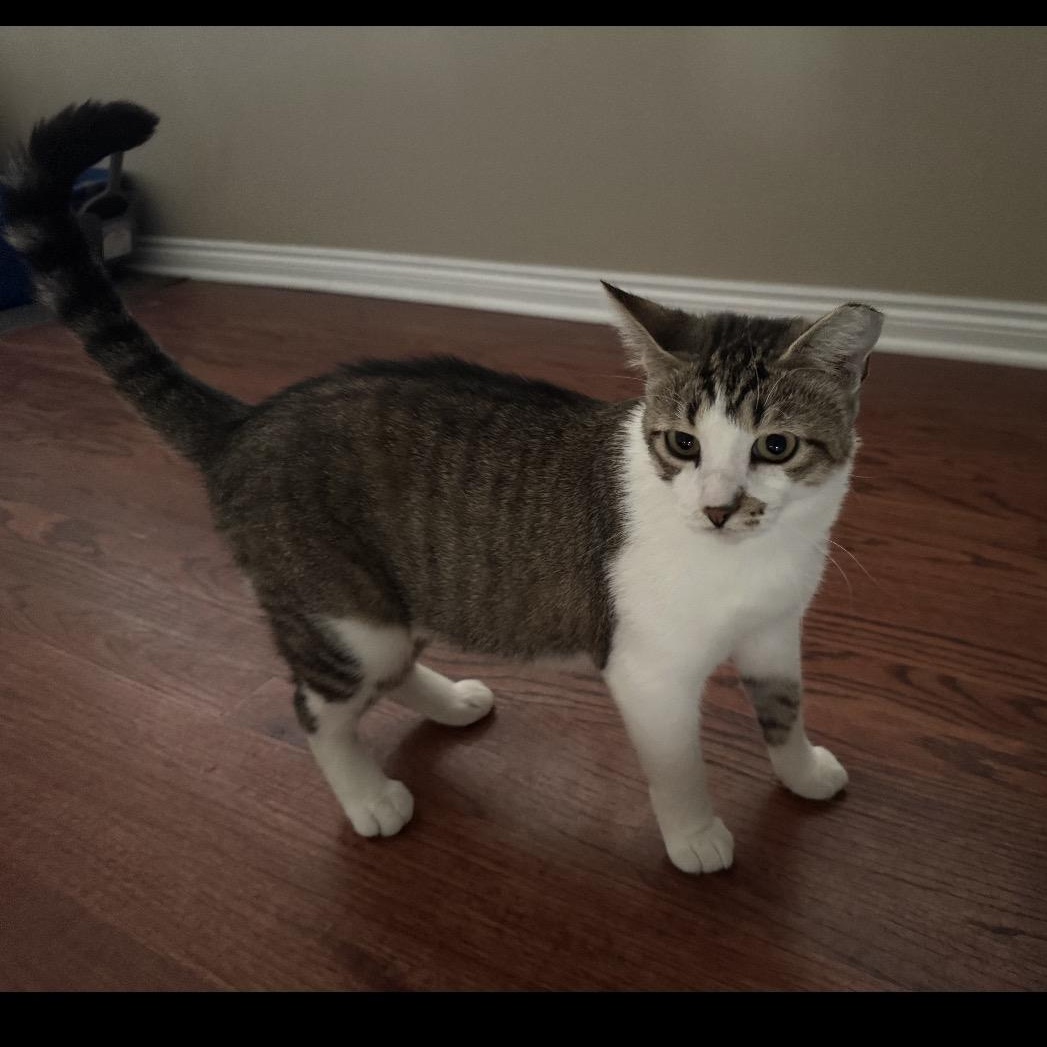 Janet, Adoptable, Young Female Domestic Short Hair & Tabby.