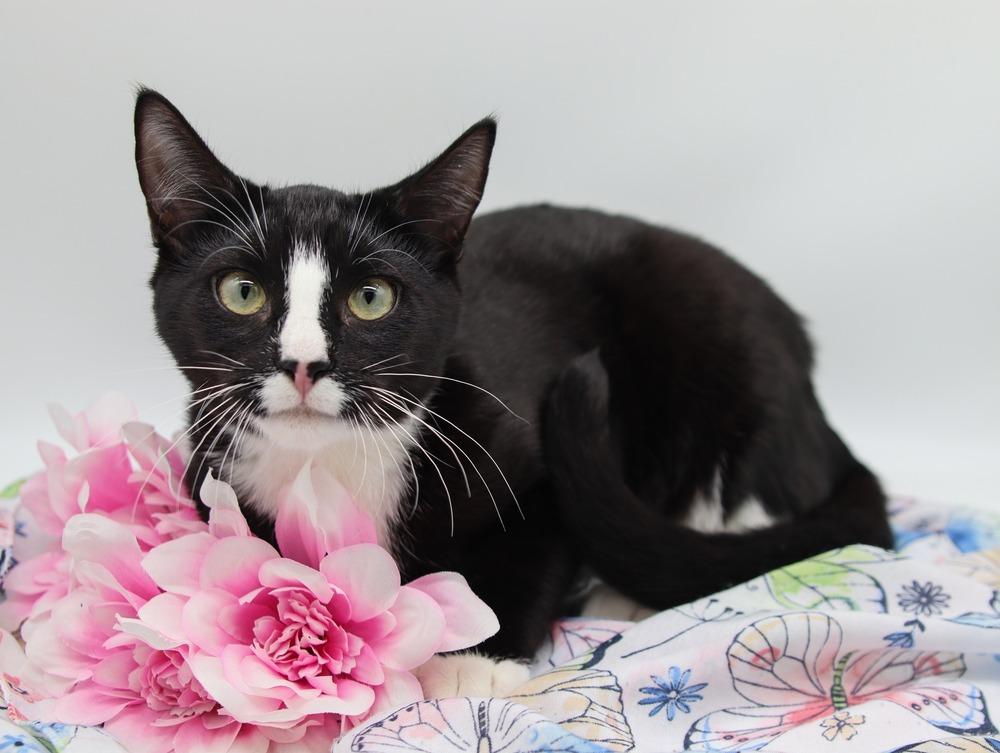 Enlarge Mara III, a Adoptable Domestic Short Hair in Muskegon, MI image 1/1
