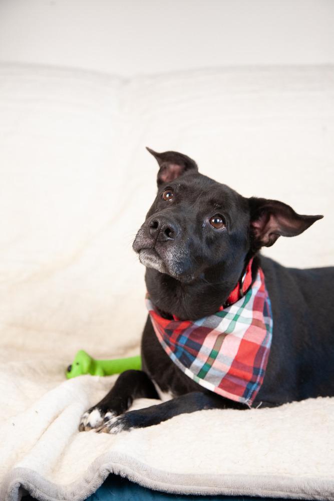 Enlarge Bullet, a Adoptable mixed breed in Franklin, TN image 2/6