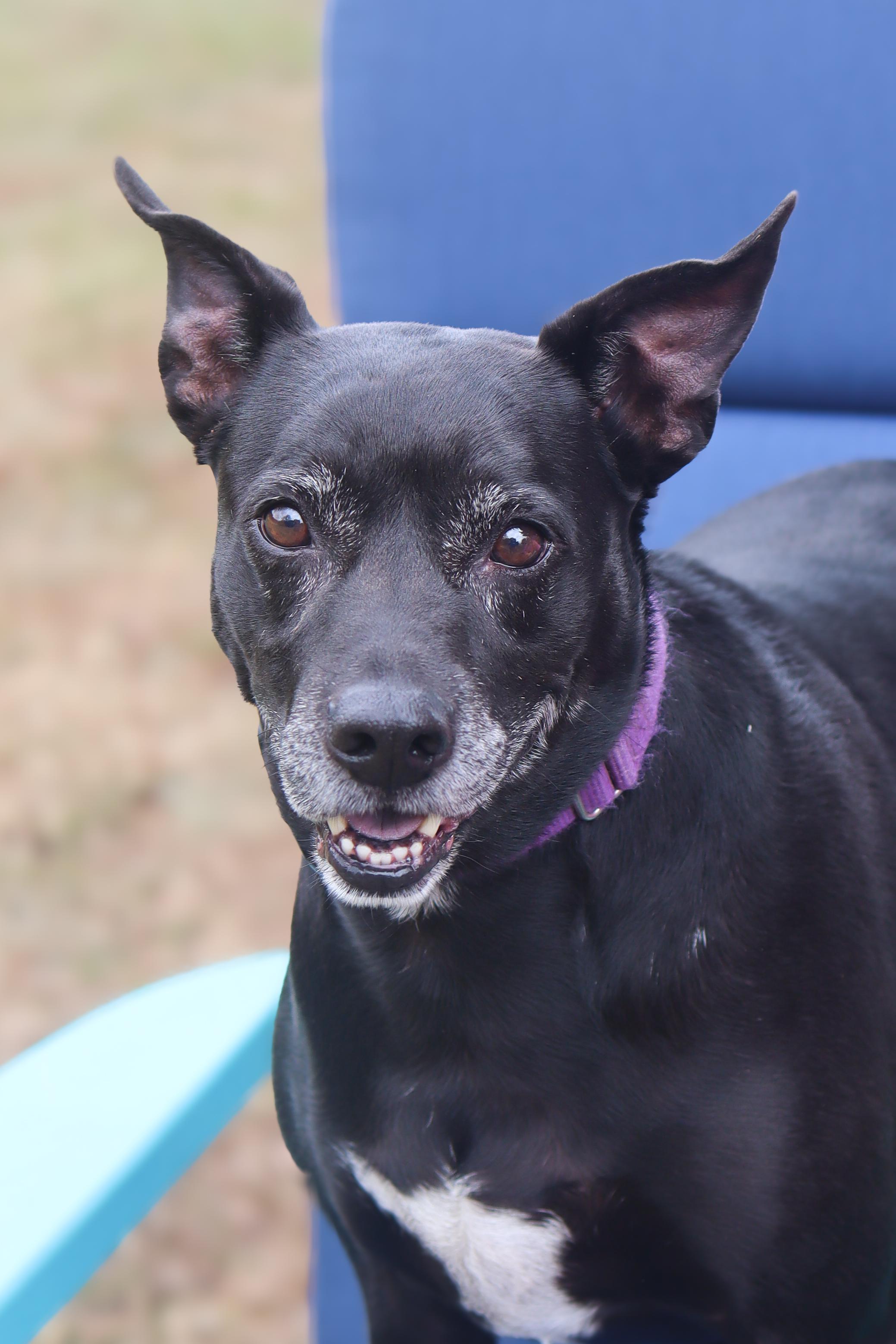 Bullet, Adoptable, Adult Male Black Labrador Retriever.