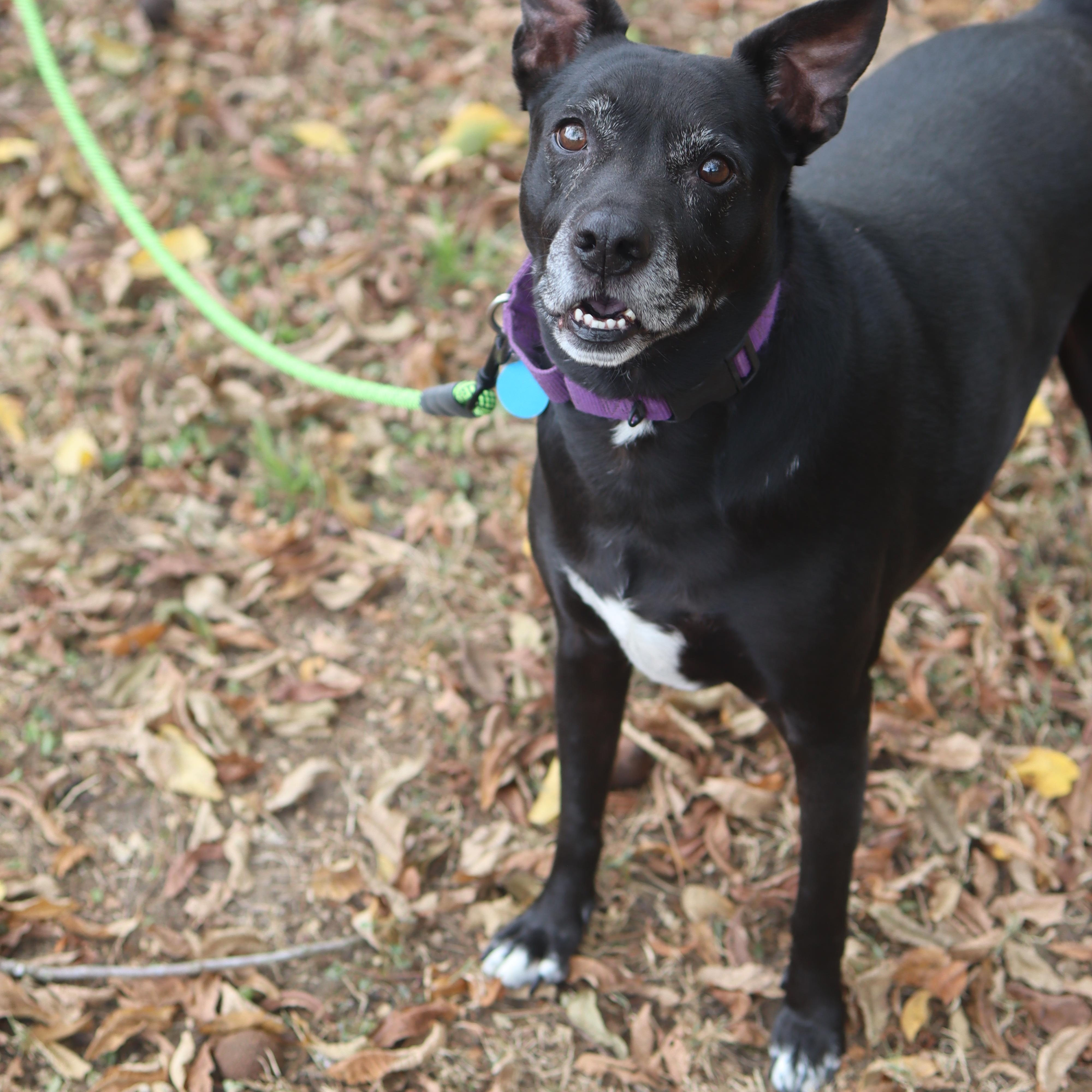 Enlarge Bullet, a Adoptable mixed breed in Franklin, TN image 5/6