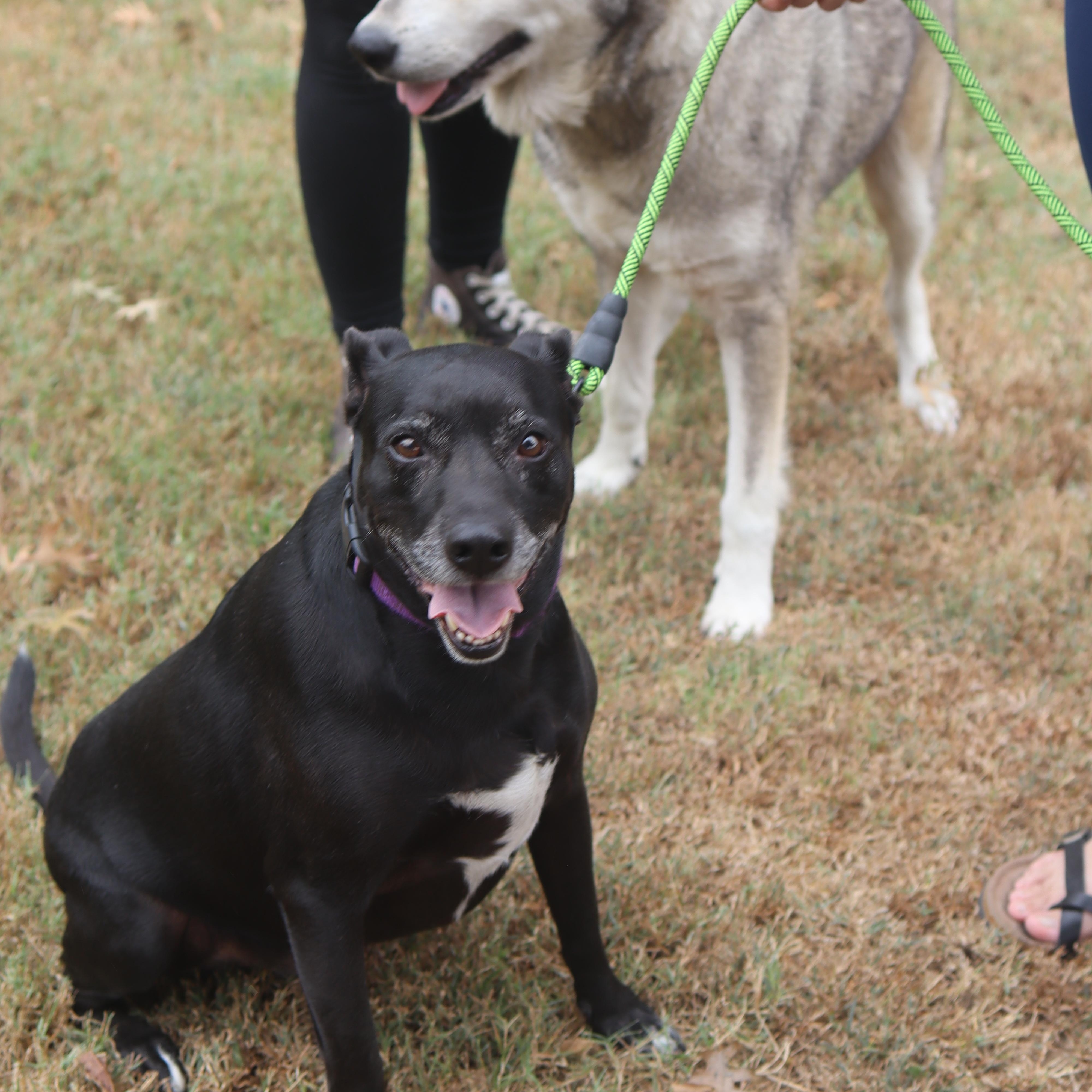 Enlarge Bullet, a Adoptable mixed breed in Franklin, TN image 3/6
