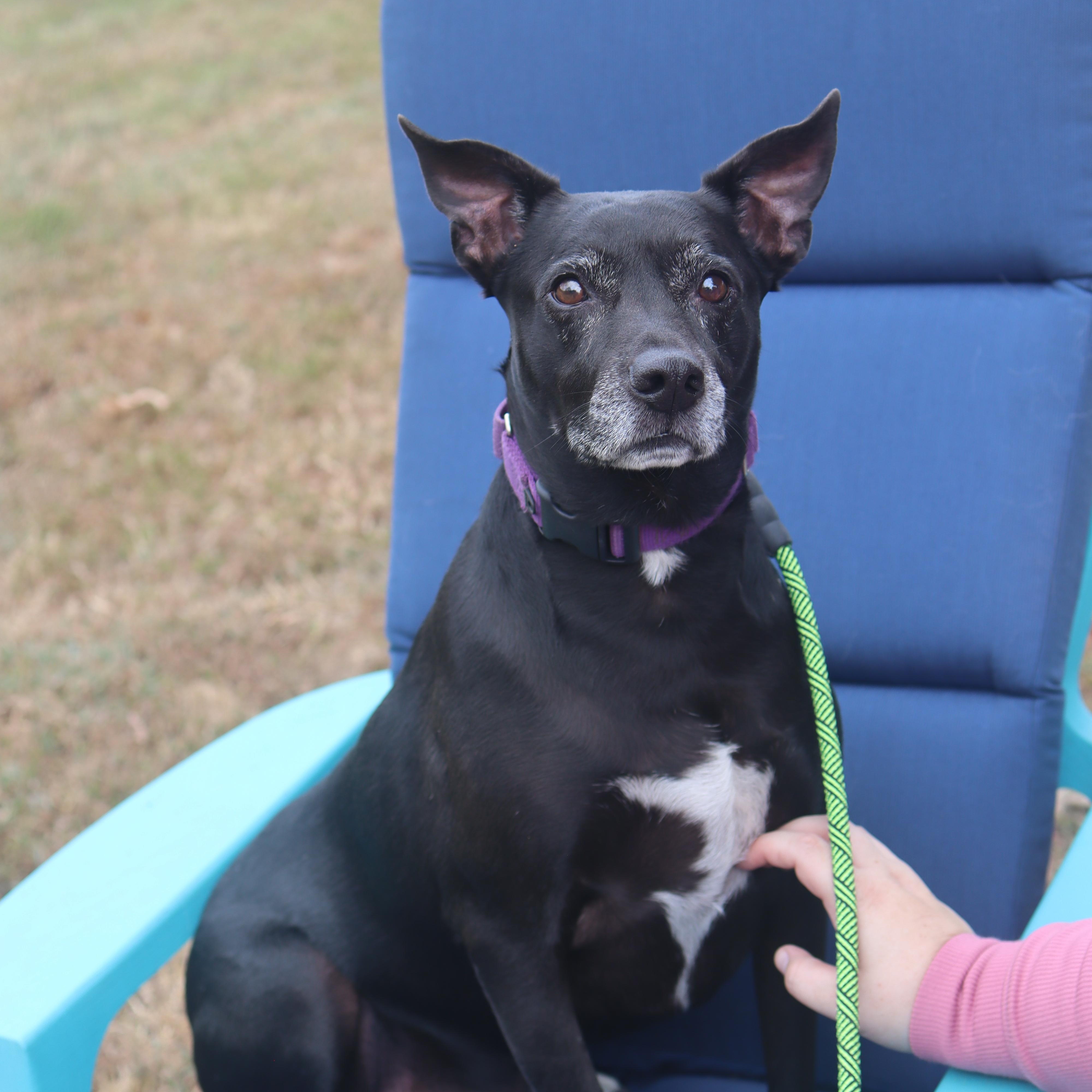 Enlarge Bullet, a Adoptable mixed breed in Franklin, TN image 4/6