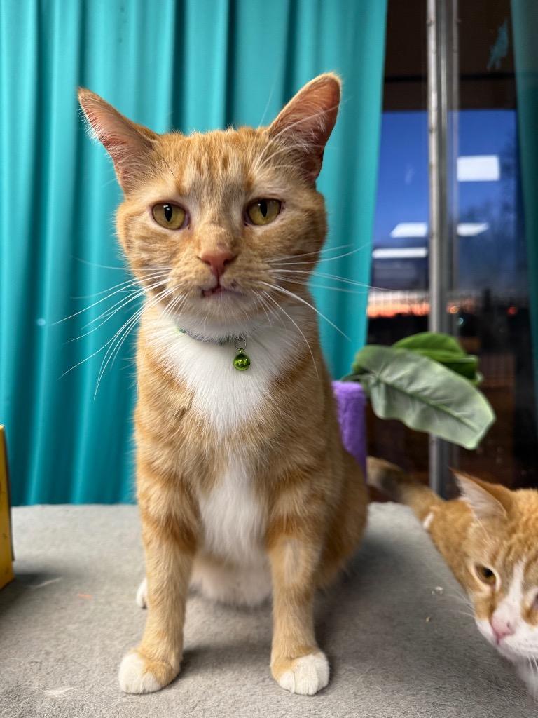 Morty (Sheriff Ding Dong), Adoptable, Adult Male Domestic Short Hair.