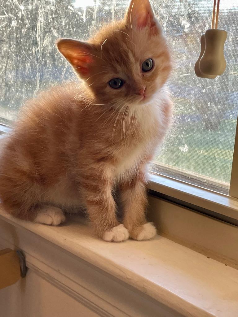 Morty (Sheriff Ding Dong), Adoptable, Adult Male Domestic Short Hair.