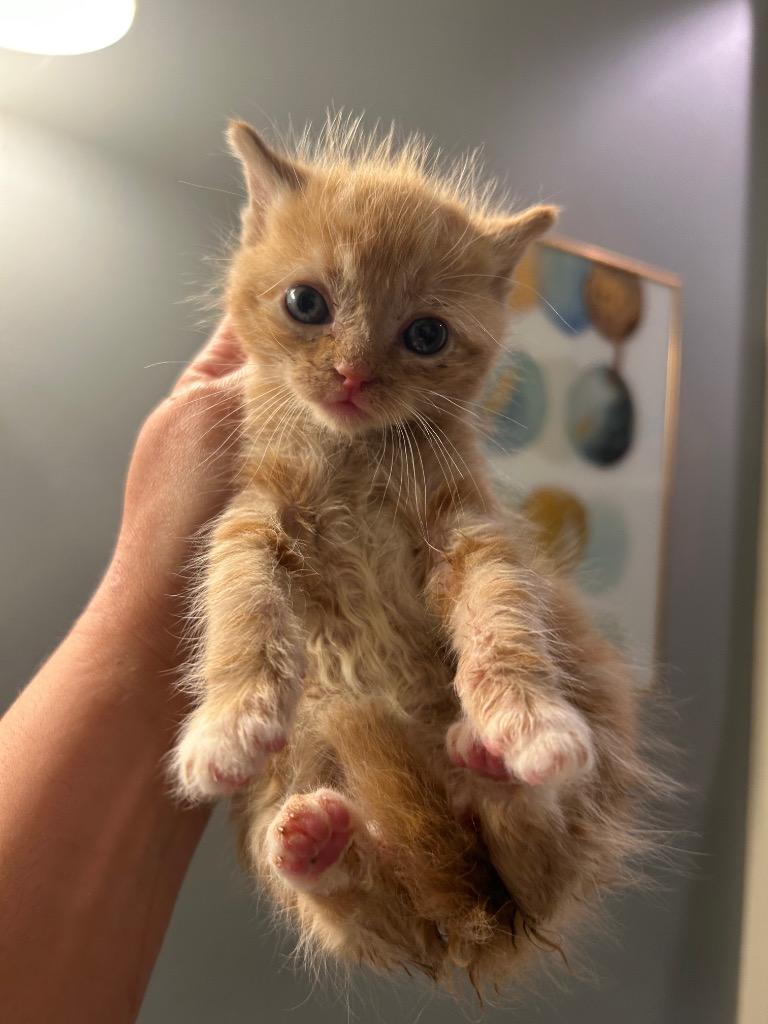 Enlarge Morty (Sheriff Ding Dong), a Adoptable mixed breed in Johnson City, TN image 2/6