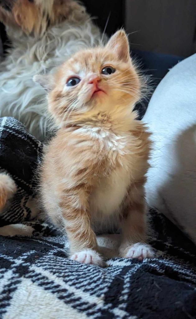 Enlarge Morty (Sheriff Ding Dong), a Adoptable mixed breed in Johnson City, TN image 3/6