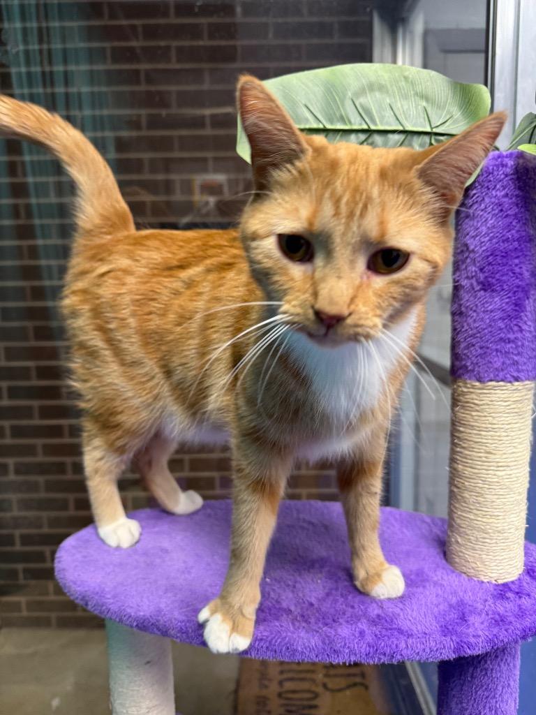 Enlarge Morty (Sheriff Ding Dong), a Adoptable mixed breed in Johnson City, TN image 4/6