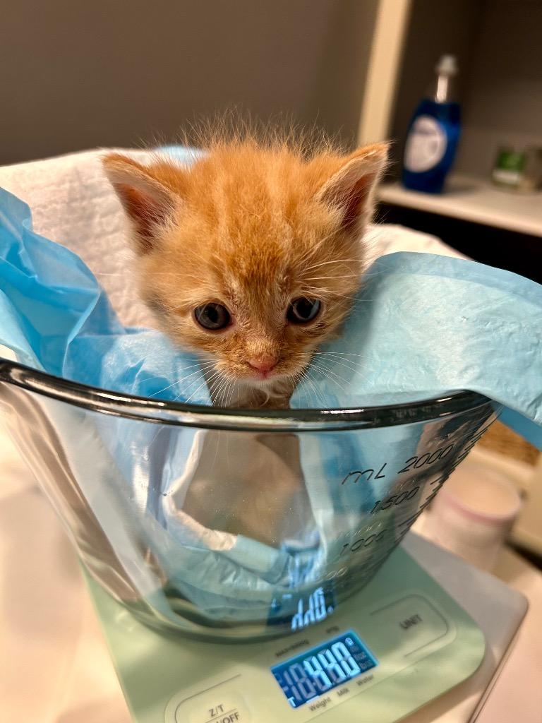 Enlarge Morty (Sheriff Ding Dong), a Adoptable mixed breed in Johnson City, TN image 5/6