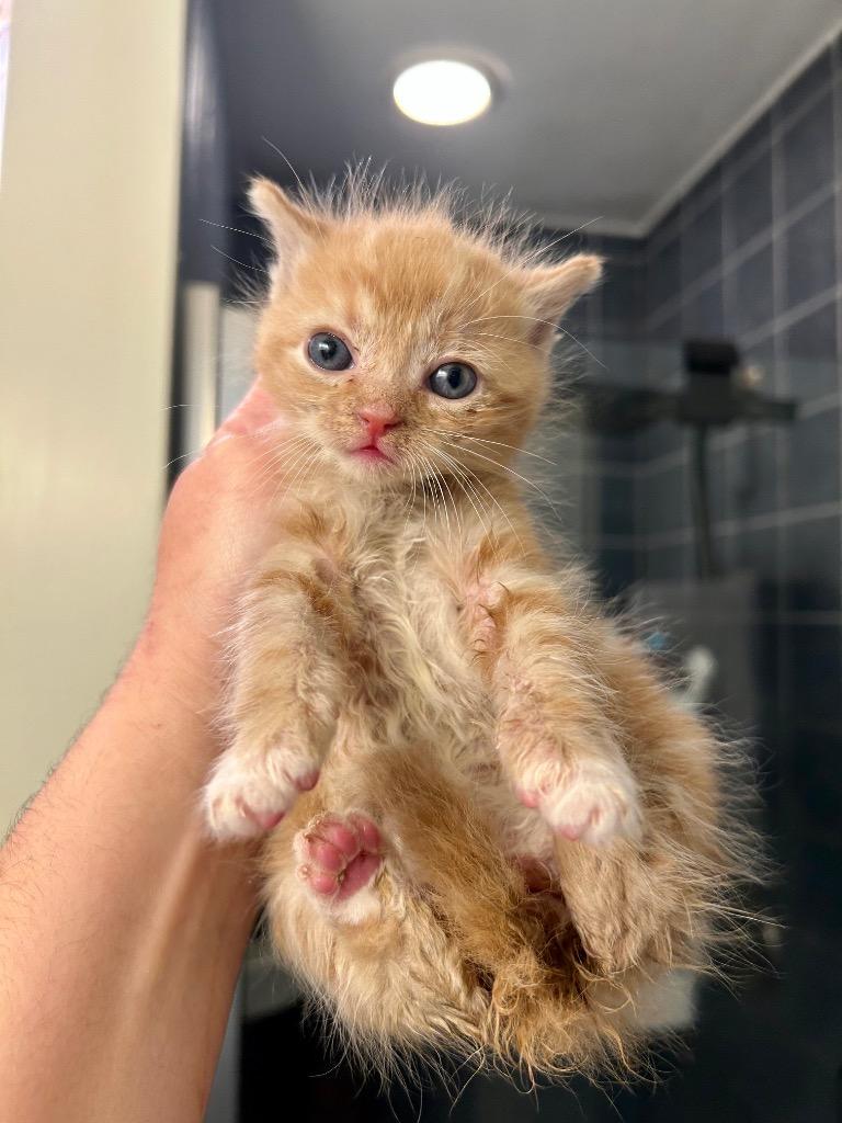 Enlarge Morty (Sheriff Ding Dong), a Adoptable mixed breed in Johnson City, TN image 6/6