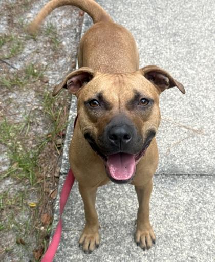 Mariah, a Adoptable mixed breed in Palm Coast, FL image 1/3